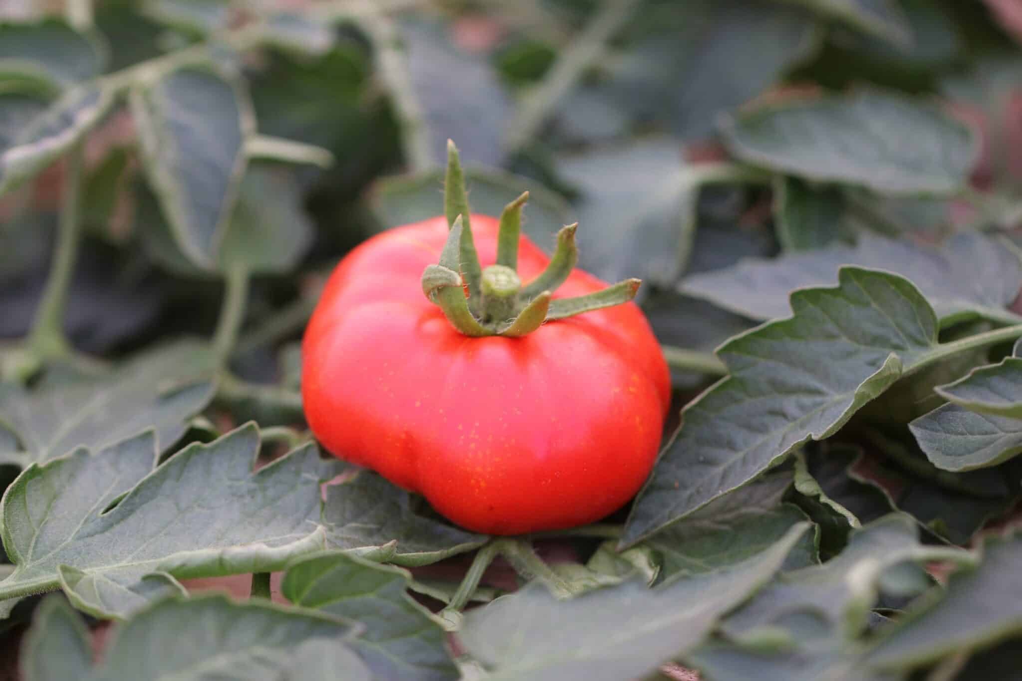 Köp Marmande Superprecoce - Tomatfrön online hos Chilifrön.se Oregelbundna röda Marmande-tomater med plattad form