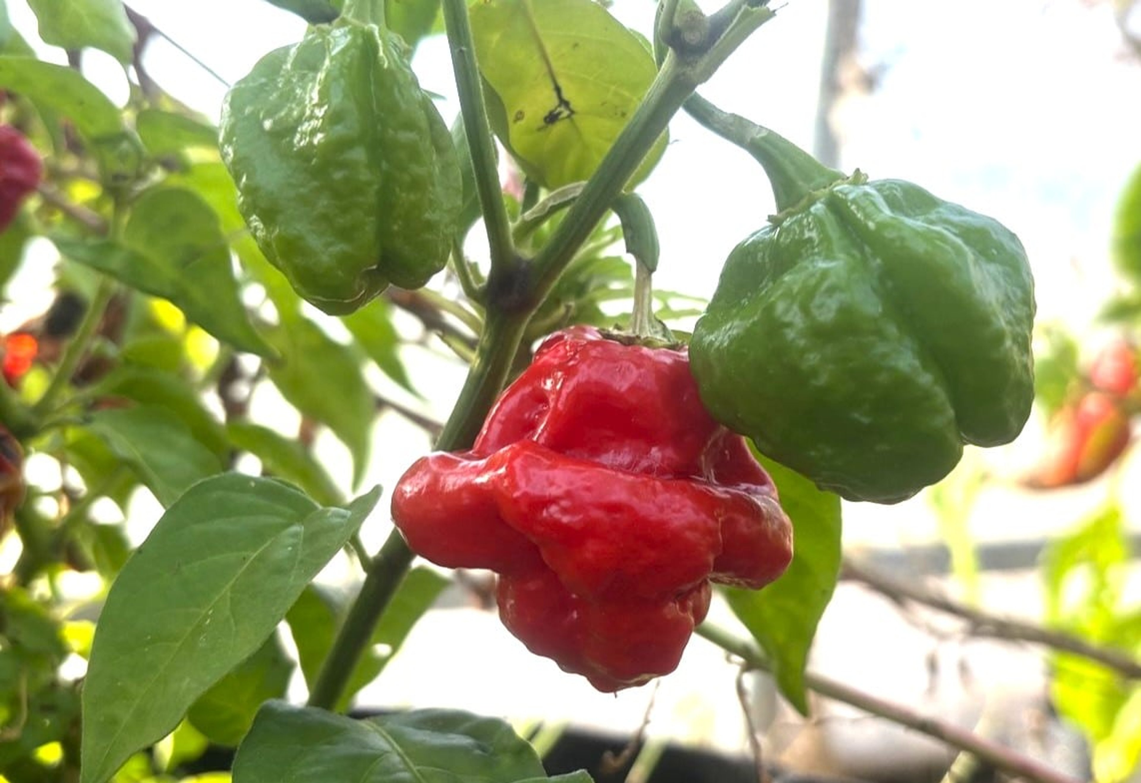 KS Scarlet Rose - Svenskodlade chilifrön från Svenska Frön