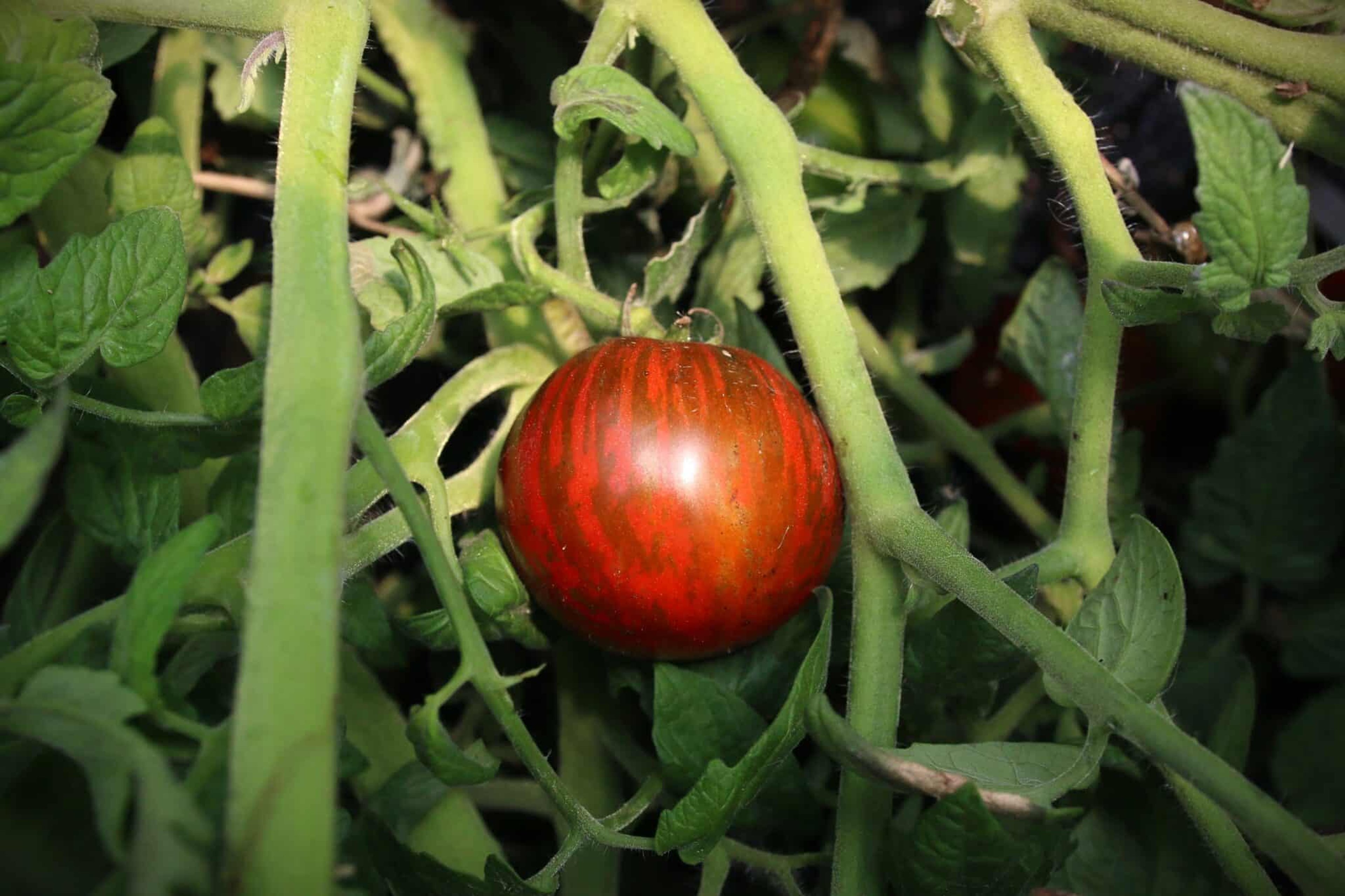 Andy's Forty - Svenskodlade tomatfrön från Svenska Frön