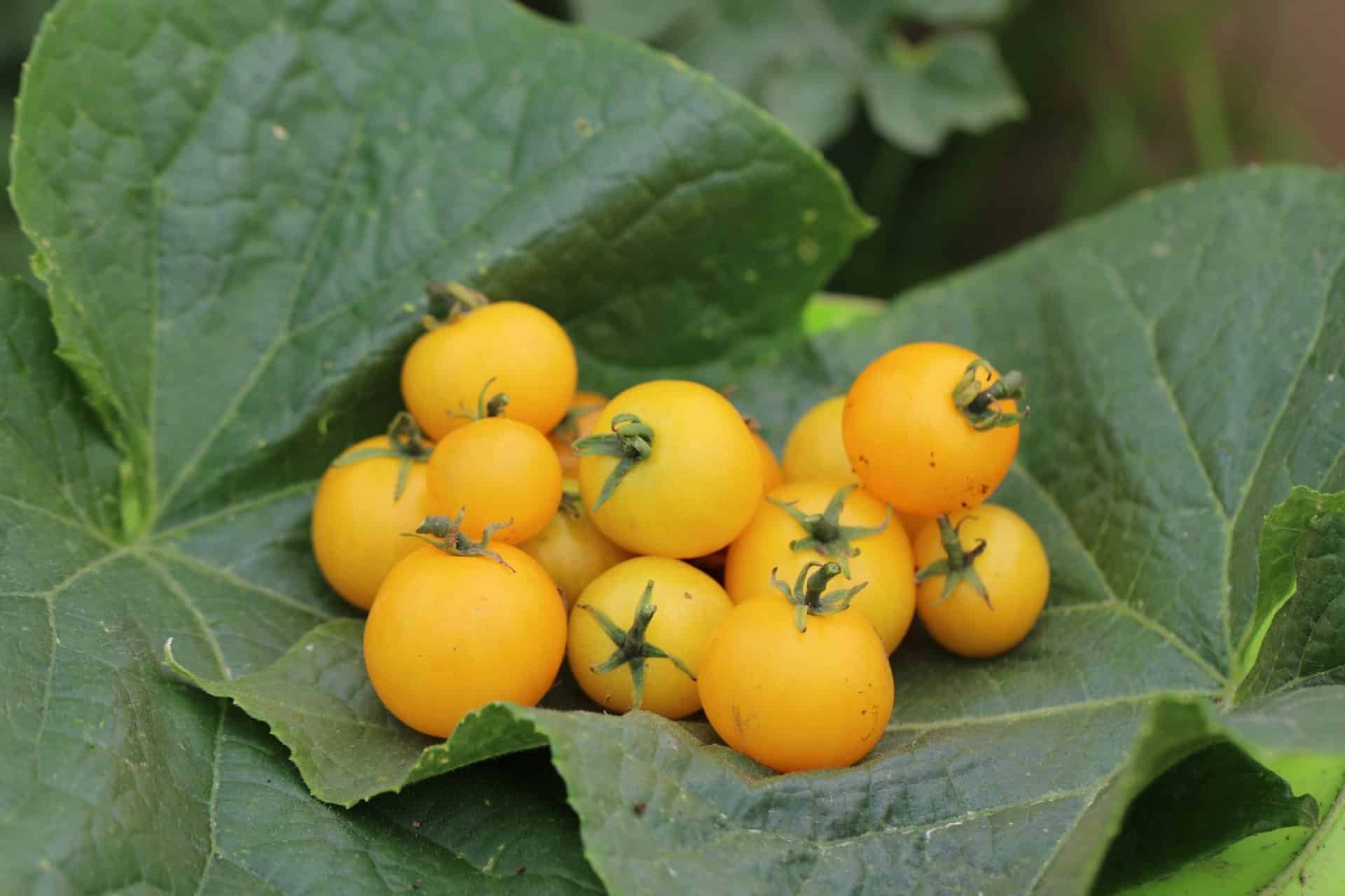 Köp Aztek - Tomatfrön online hos Svenska Frön Aztek - Svenskodlade tomatfrön från Svenska Frön