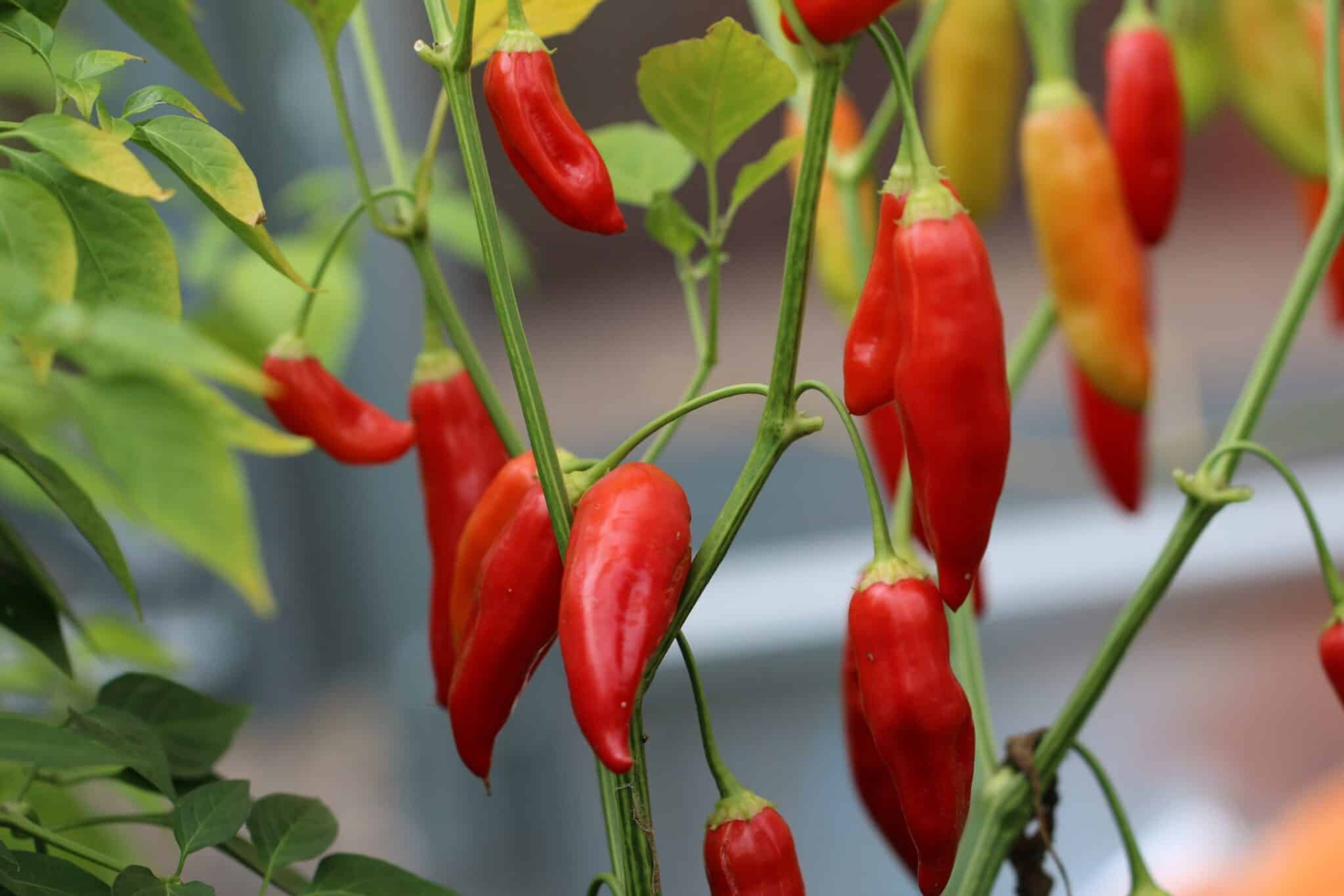 Aji Cristal - Svenskodlade chilifrön från Svenska Frön