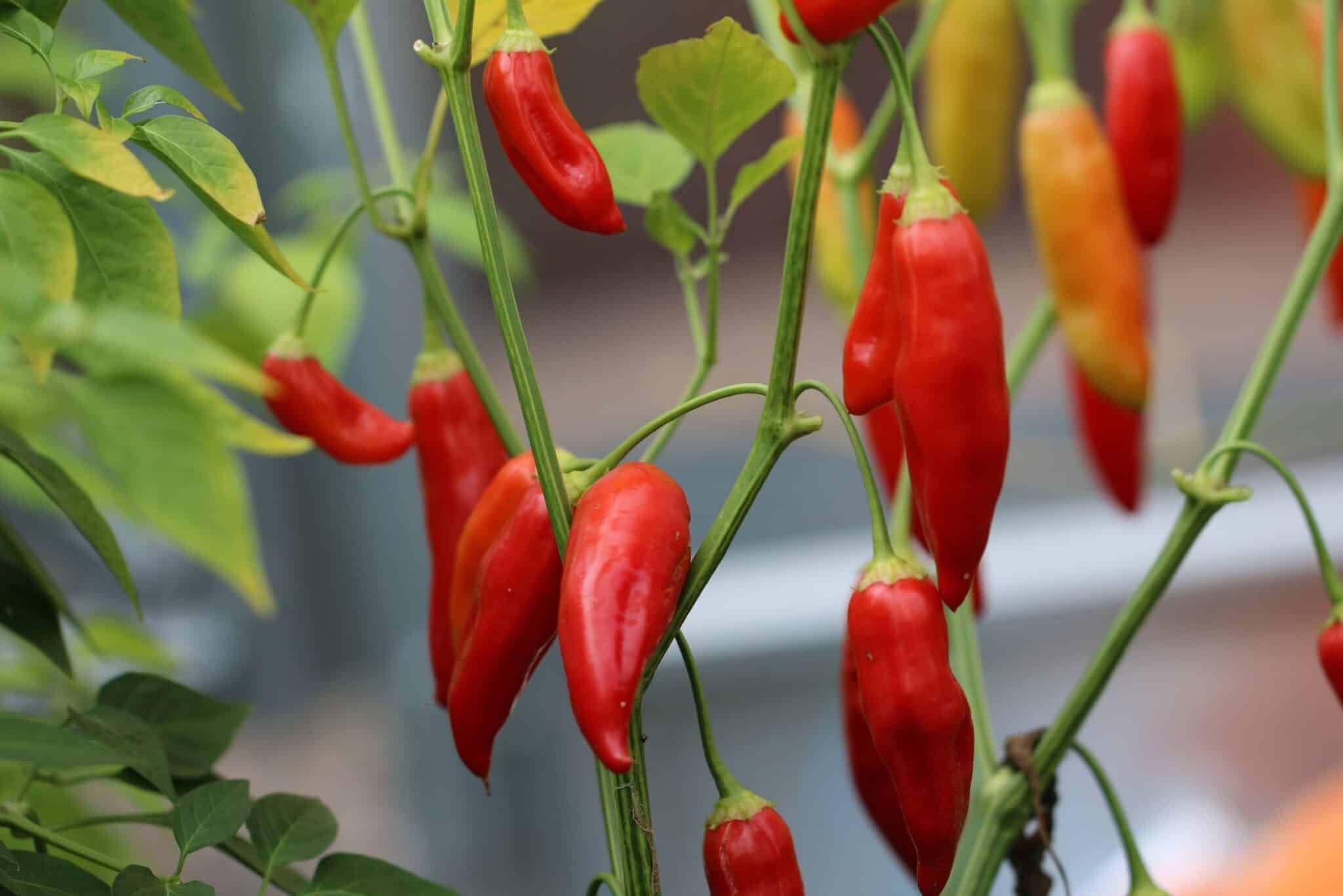 Köp Aji Cristal - Chilifrön online hos Svenska Frön Aji Cristal - Svenskodlade chilifrön från Svenska Frön