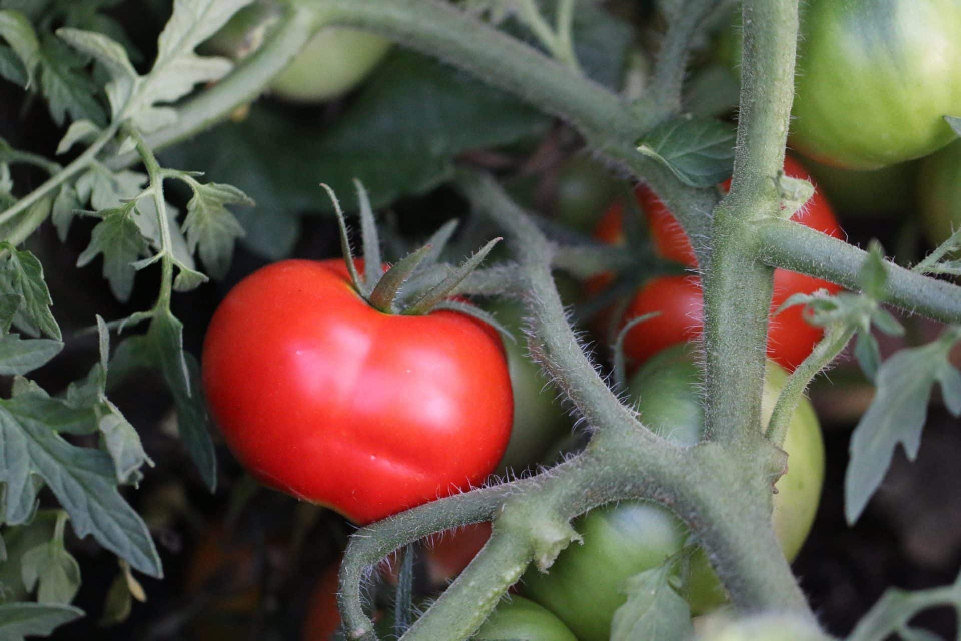 Köp Silvery Fir Tree - Tomatfrön online hos Svenska Frön Silvery Fir Tree - Svenskodlade tomatfrön från Svenska Frön