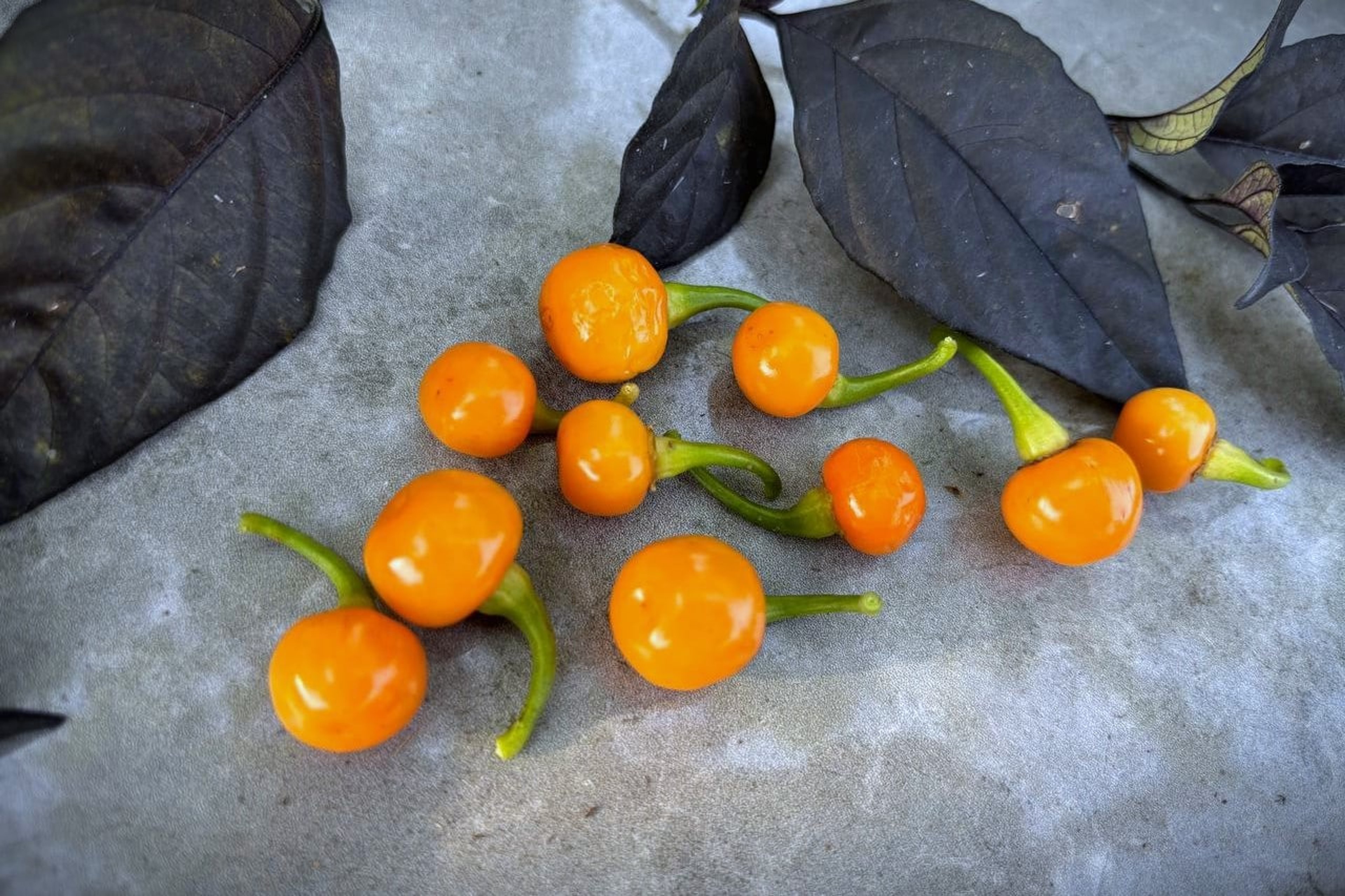 Bode Amarela - Svenskodlade chilifrön från Svenska Frön