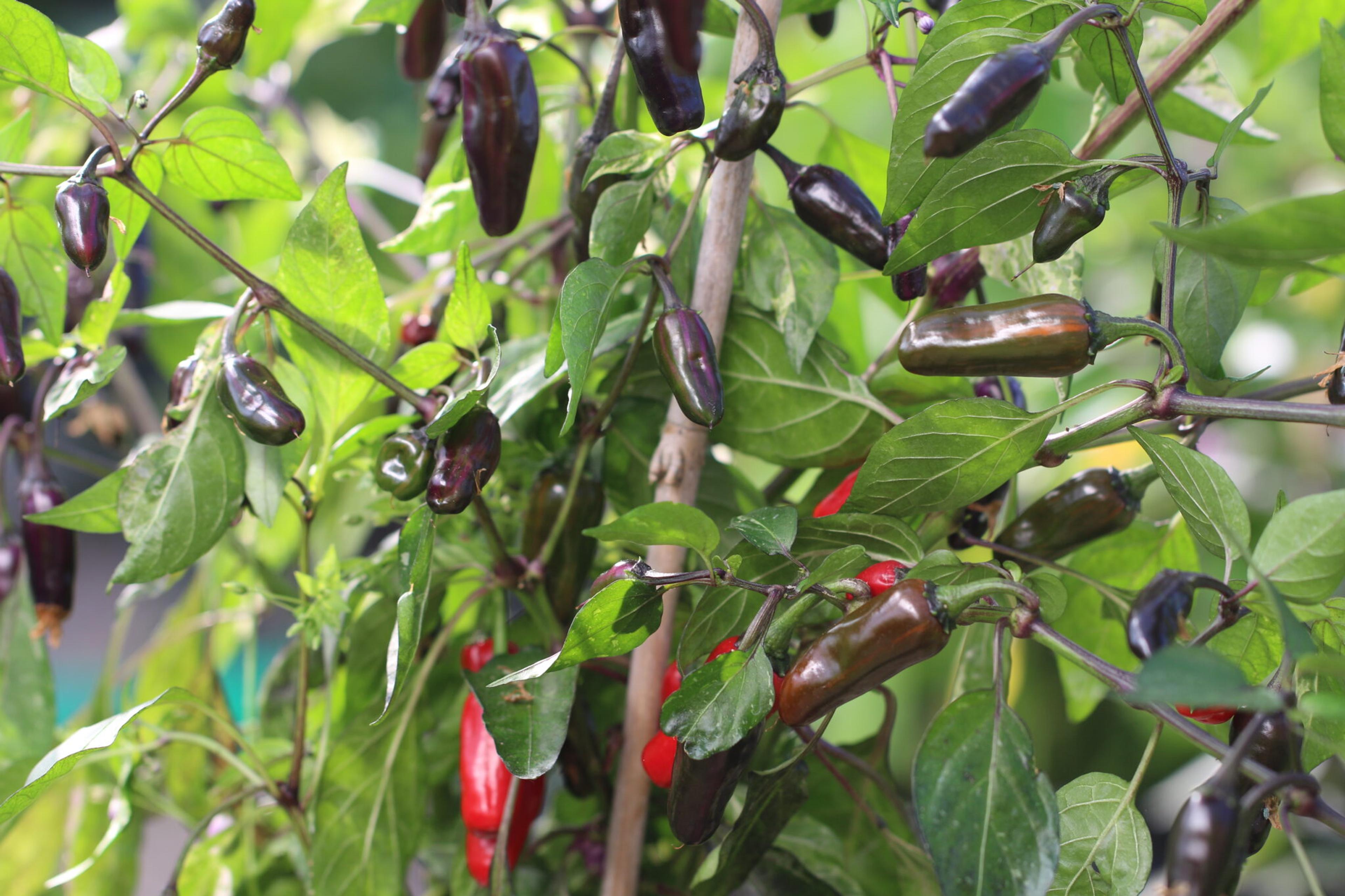 Tricolor miniatyrbild 5