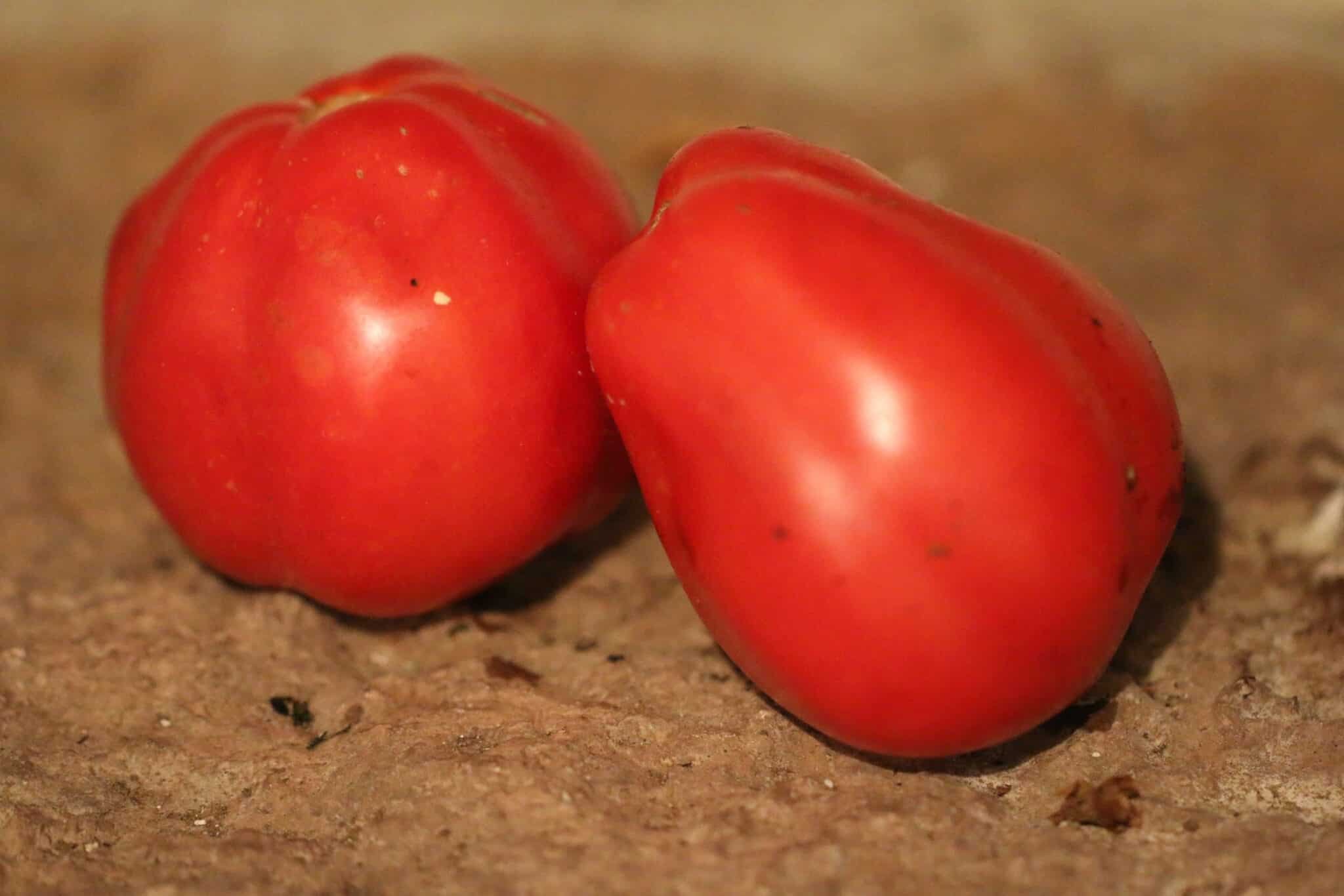 Köp Canestrino - Tomatfrön online hos Svenska Frön Canestrino - Svenskodlade tomatfrön frÄn Svenska Frön
