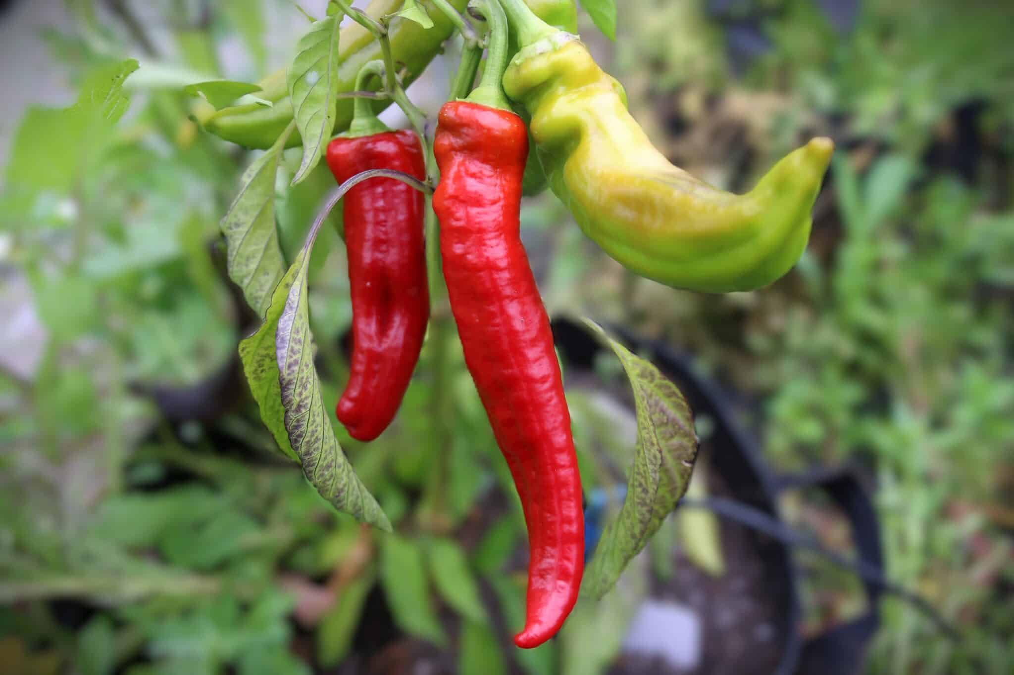 Köp Jalapeno Chernobyl - Chilifrön online hos Chilifrön.se Jalapeno Chernobyl