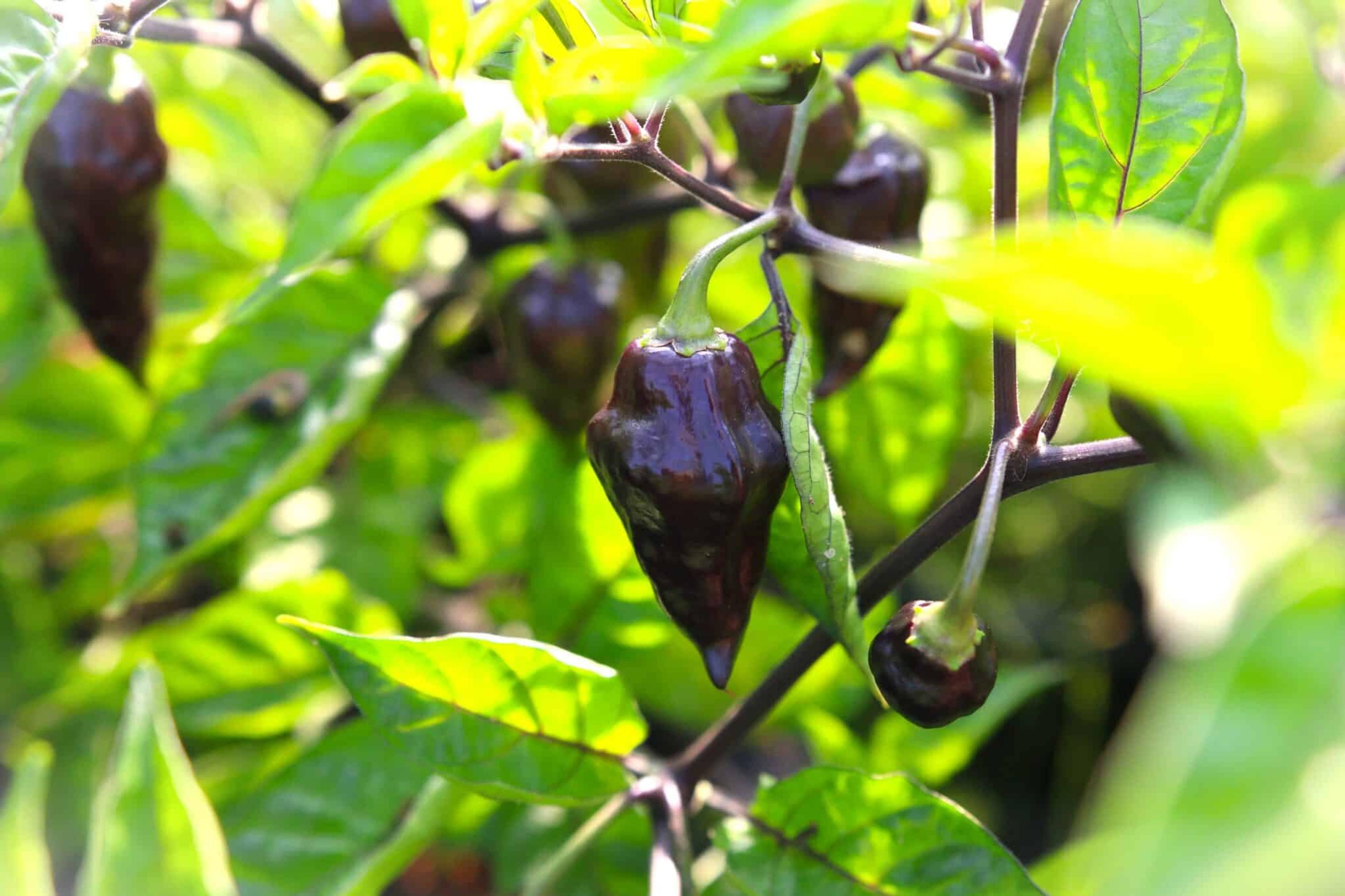 Zambia miniatyrbild 2