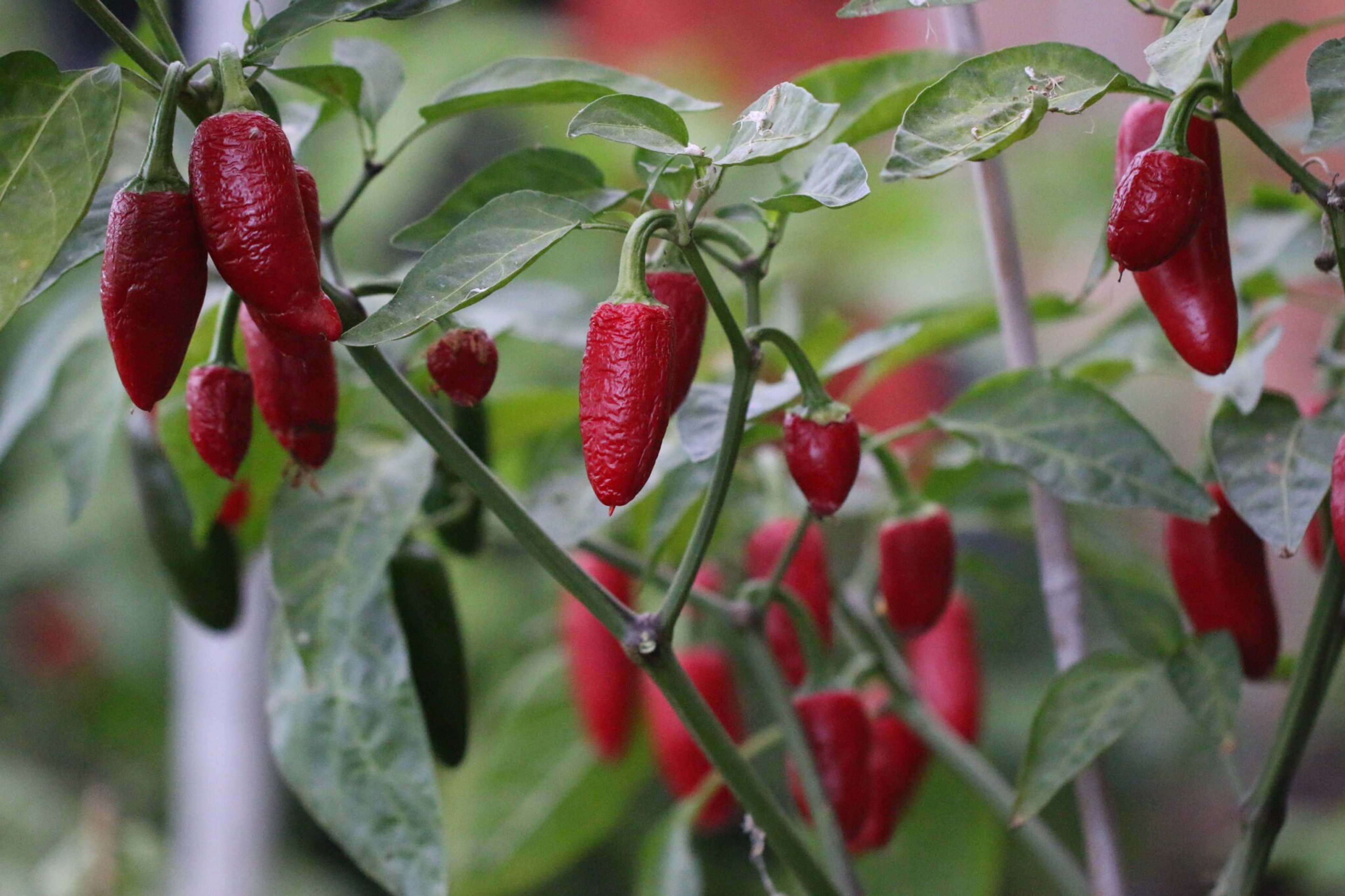 Jalapeno - Svenskodlade chilifrön från Svenska Frön