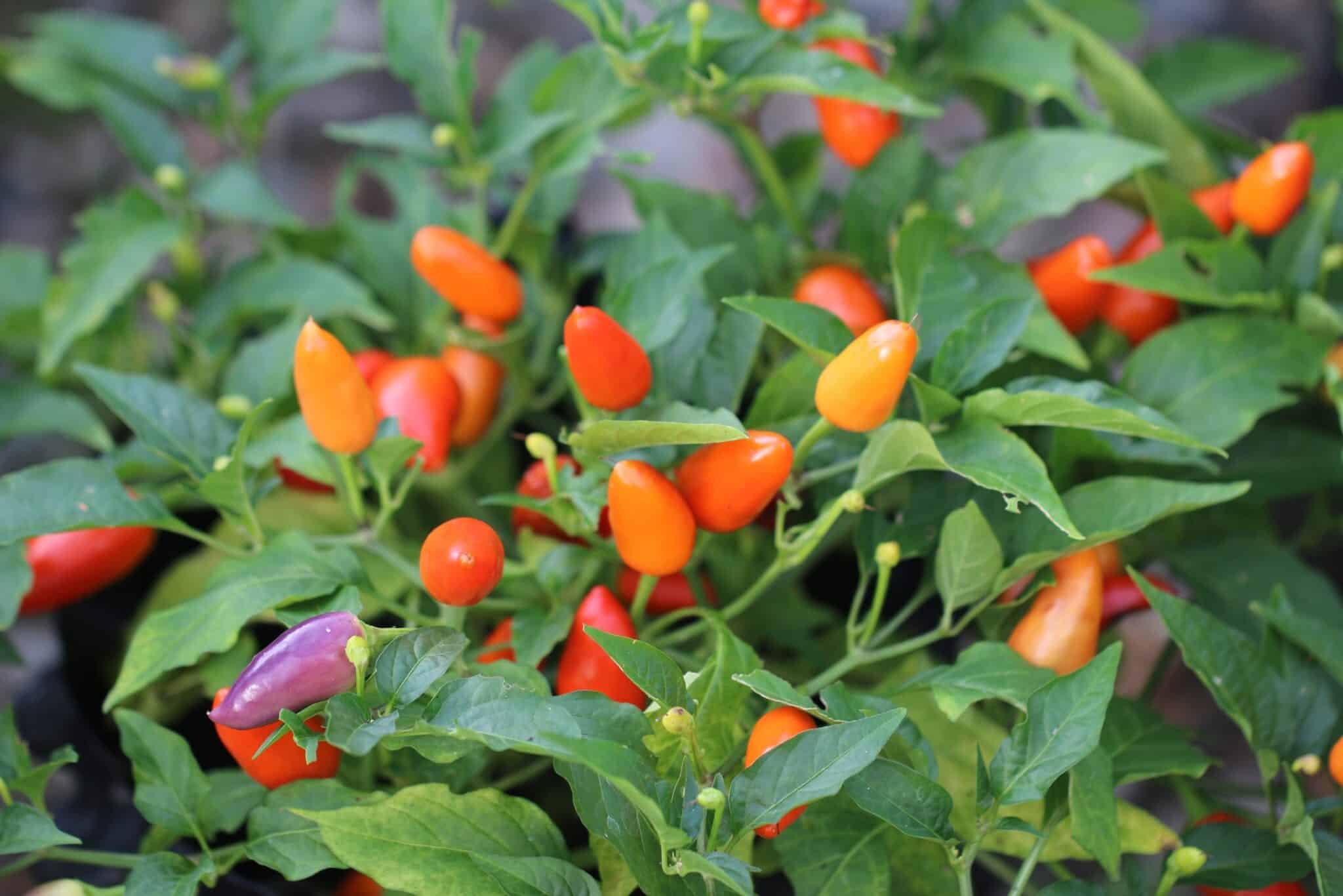 Köp Chinese 5 Color - Chilifrön online hos Svenska Frön Chinese 5 Color - Svenskodlade chilifrön från Svenska Frön