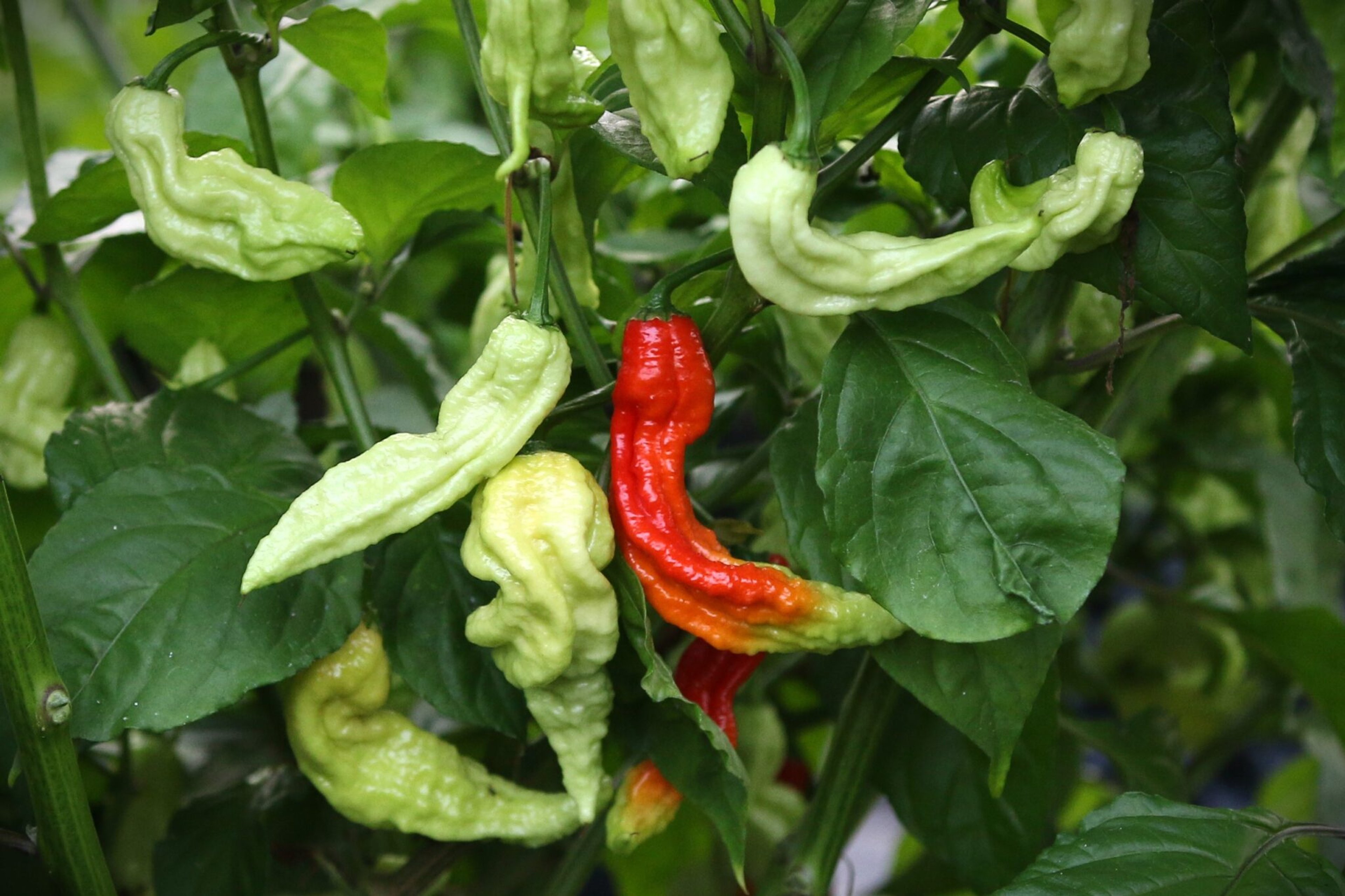Super Bhut Jolokia JW - Svenskodlade chilifrön från Svenska Frön