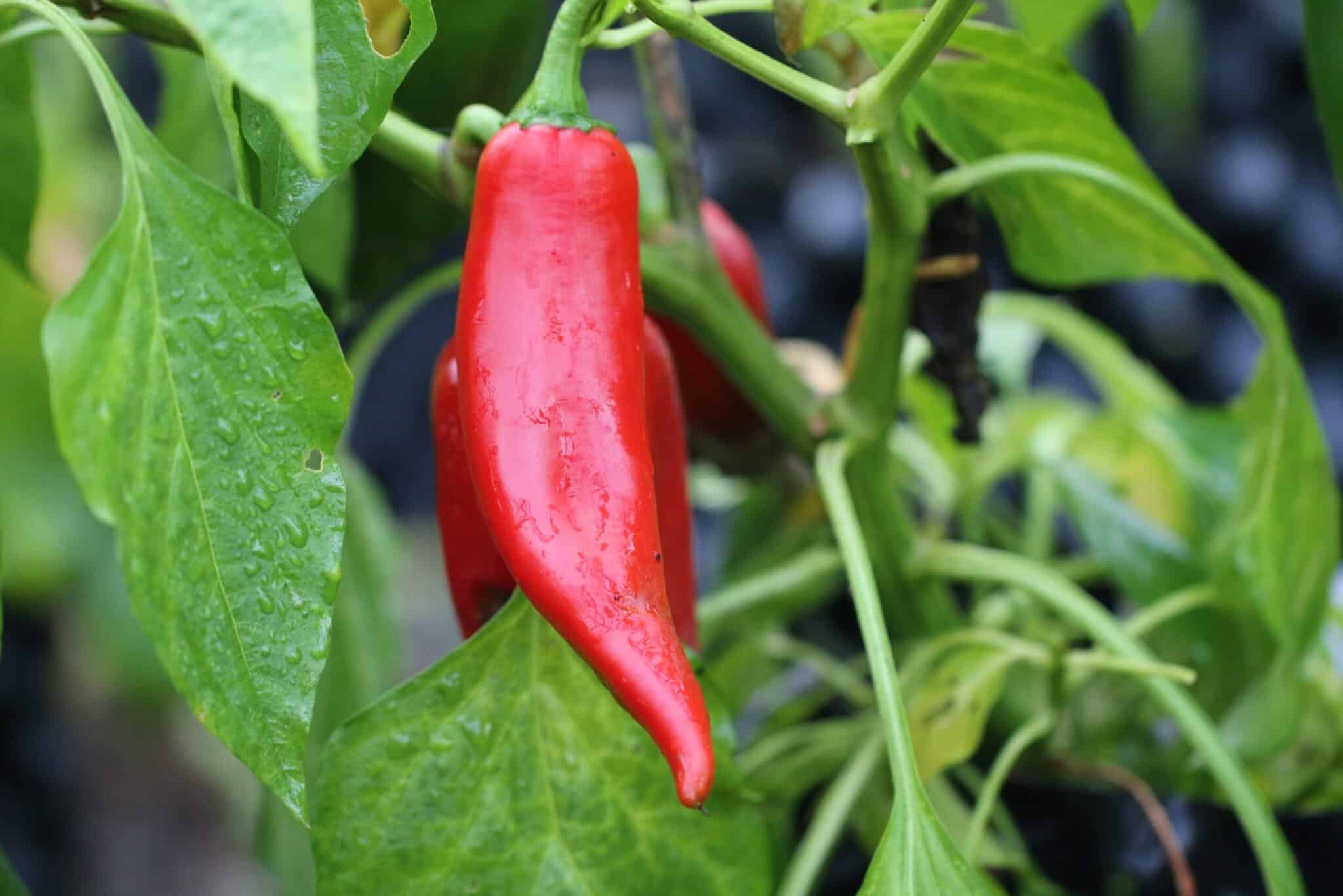 Köp Numex Joe E Parker - Chilifrön online hos Svenska Frön Numex Joe E Parker - Svenskodlade chilifrön från Svenska Frön