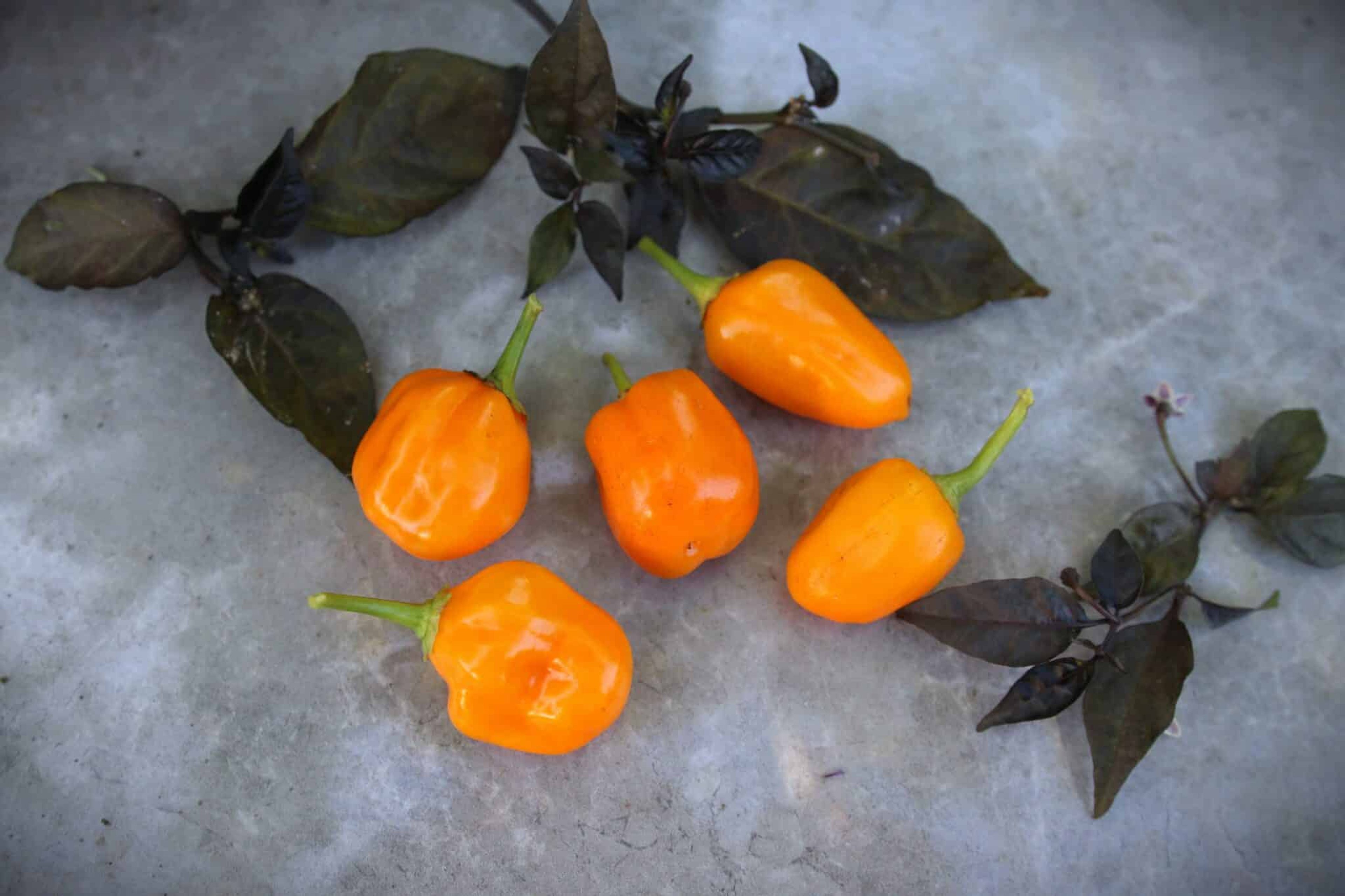 Habanero Orange Apple - Svenskodlade chilifrön från Svenska Frön