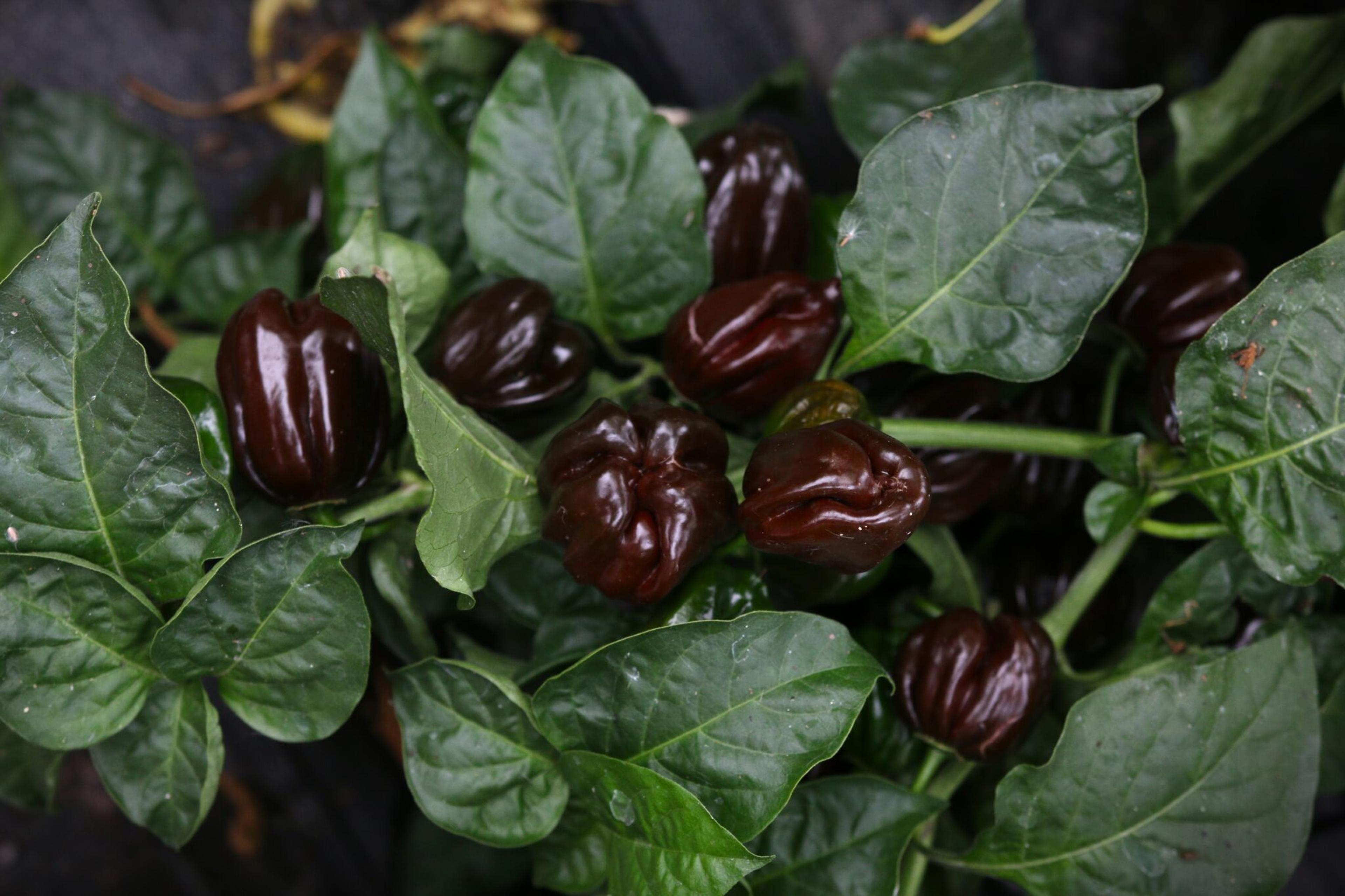 Habanero Black miniatyrbild 2