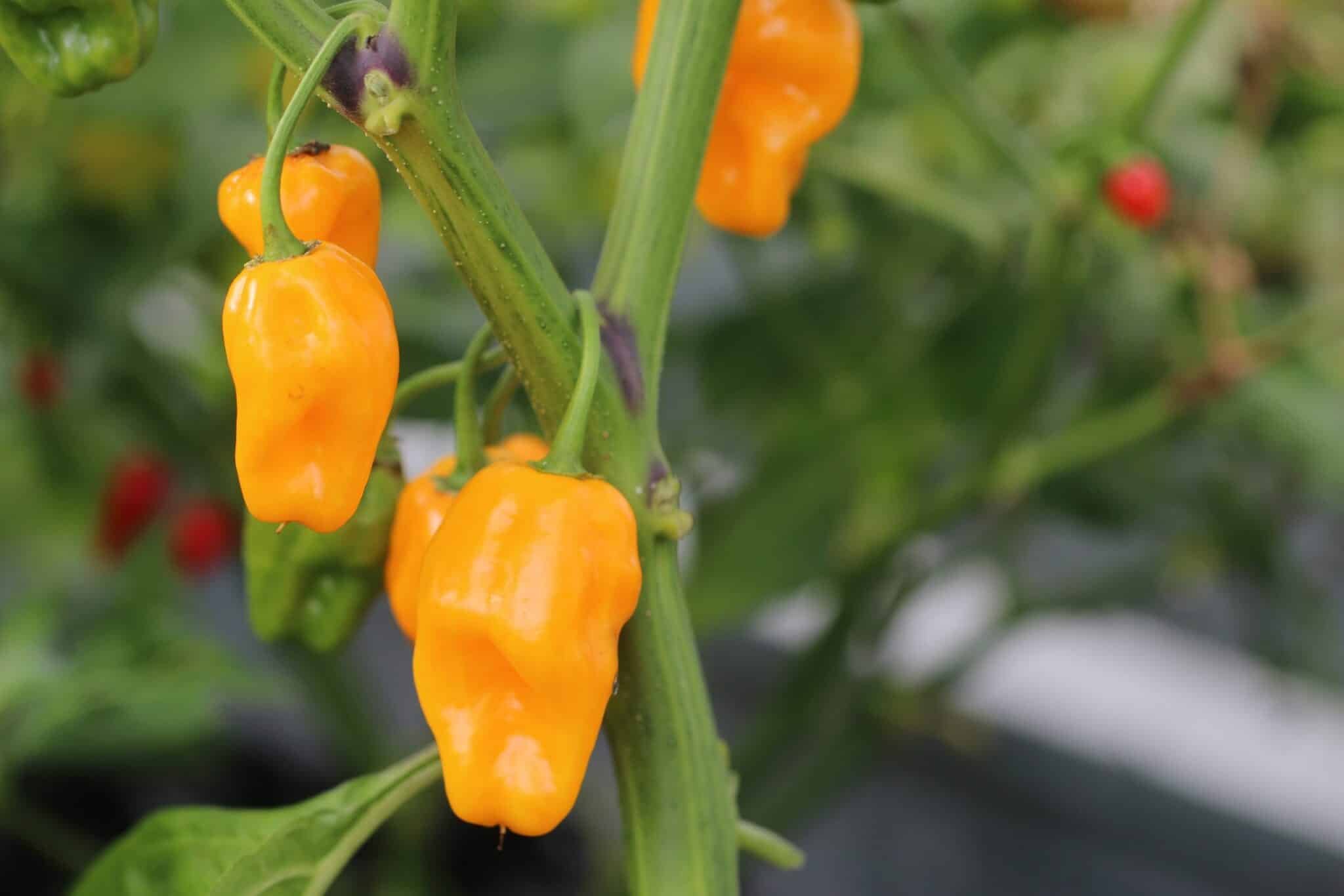 Köp Trinidad Perfume - Chilifrön online hos Svenska Frön Trinidad Perfume - Svenskodlade chilifrön från Svenska Frön