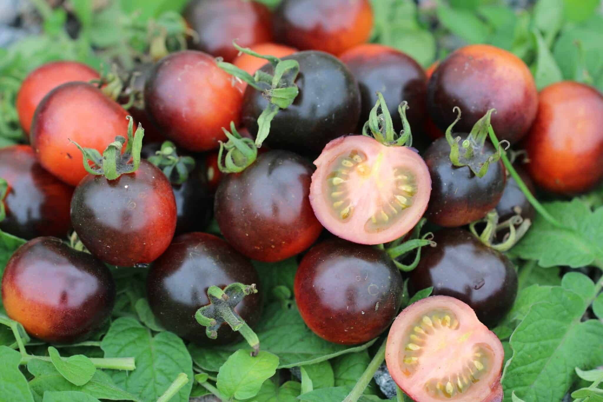 Köp Blackball - Tomatfrön online hos Chilifrön.se Mörksvarta Blackball-körsbärstomater i klase