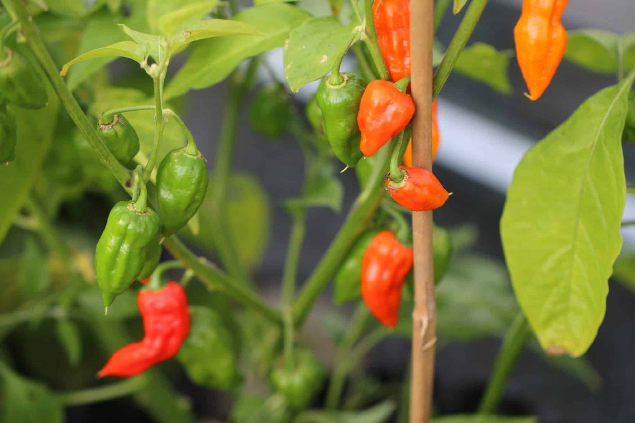 Köp Bonda Ma Jacques - Chilifrön online hos Svenska Frön Bonda Ma Jacques - Svenskodlade chilifrön från Svenska Frön