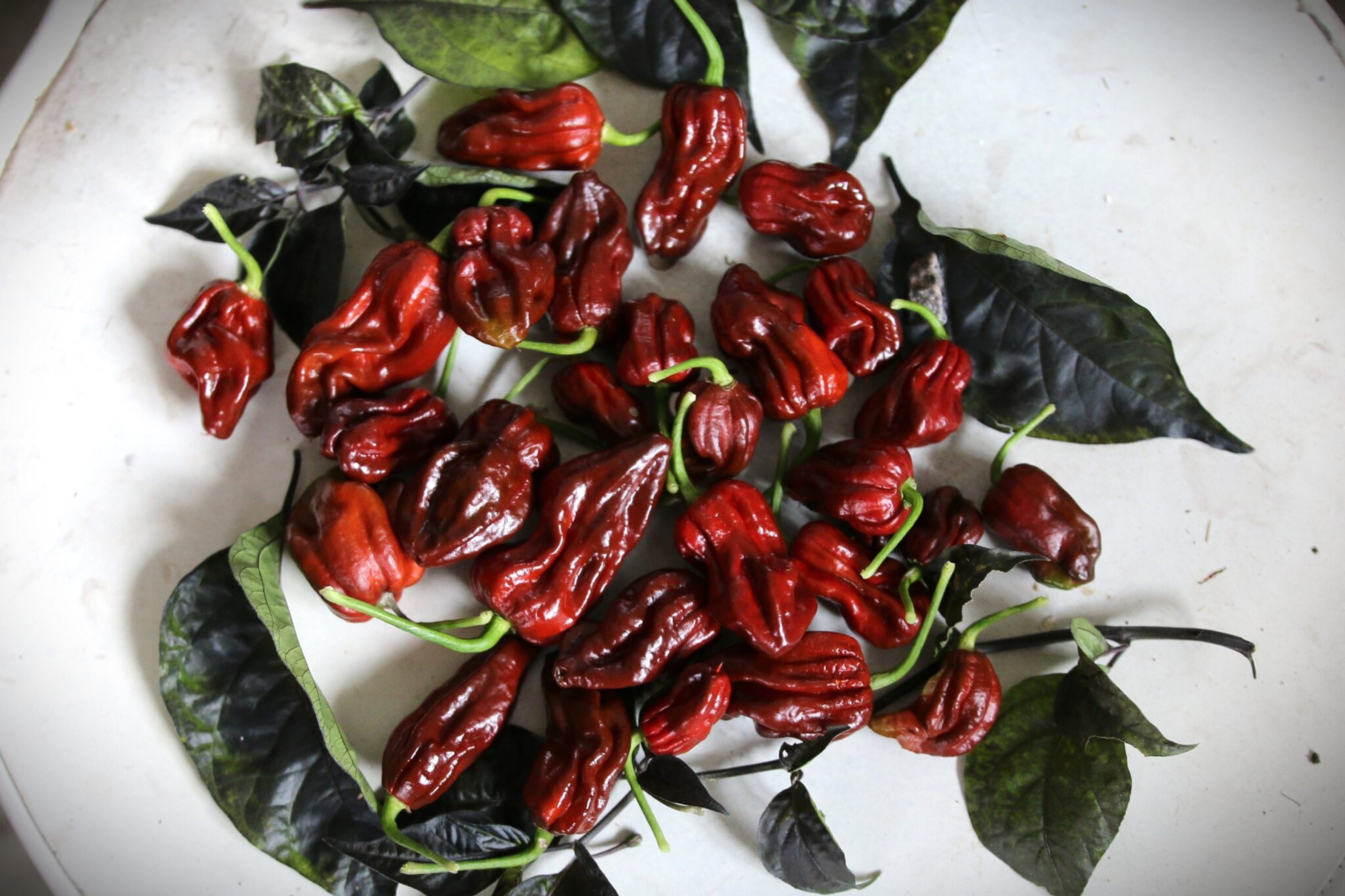 Black Monster - Svenskodlade chilifrön från Svenska Frön