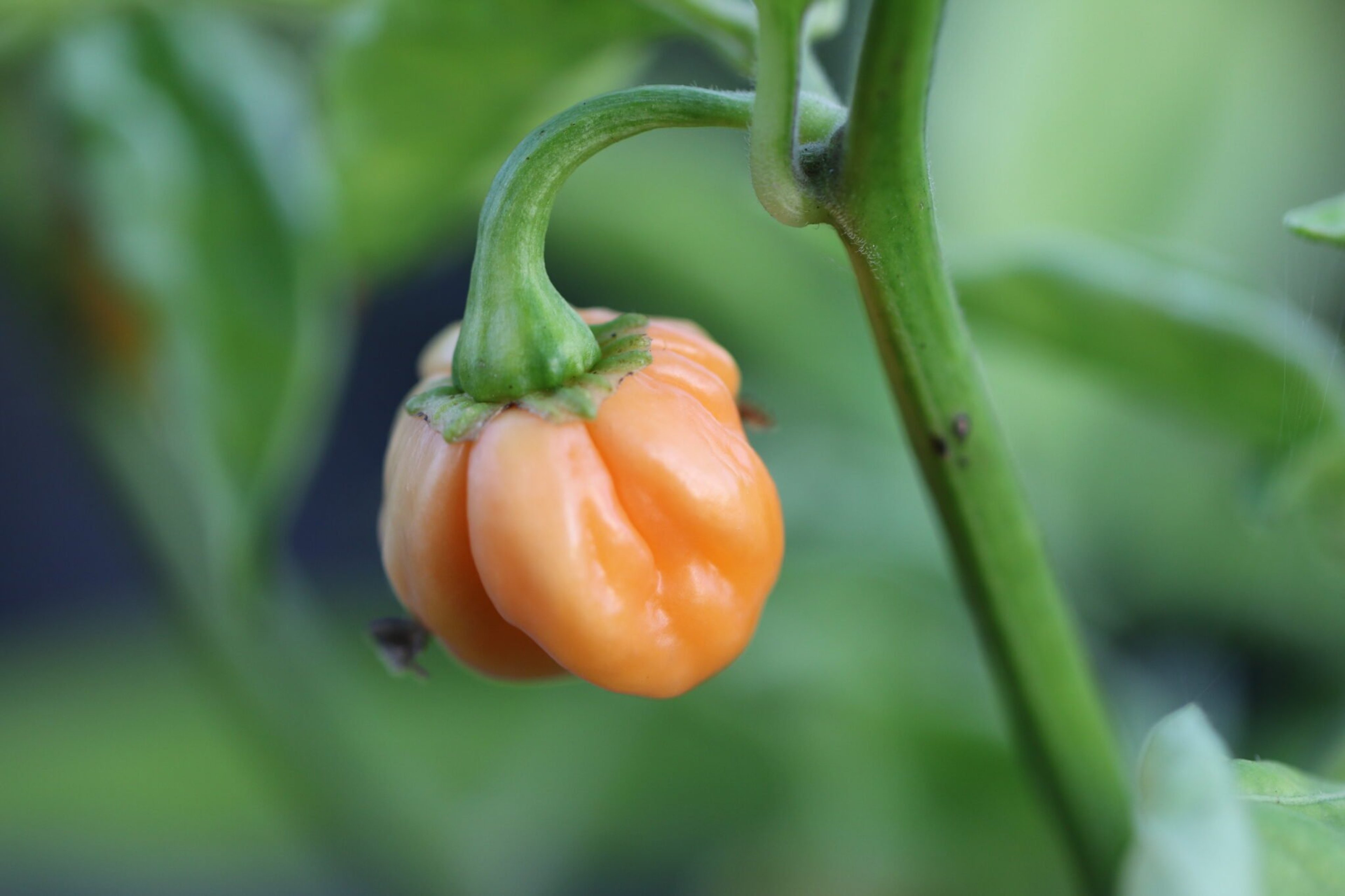 7 Pot Peach - Svenskodlade chilifrön från Svenska Frön