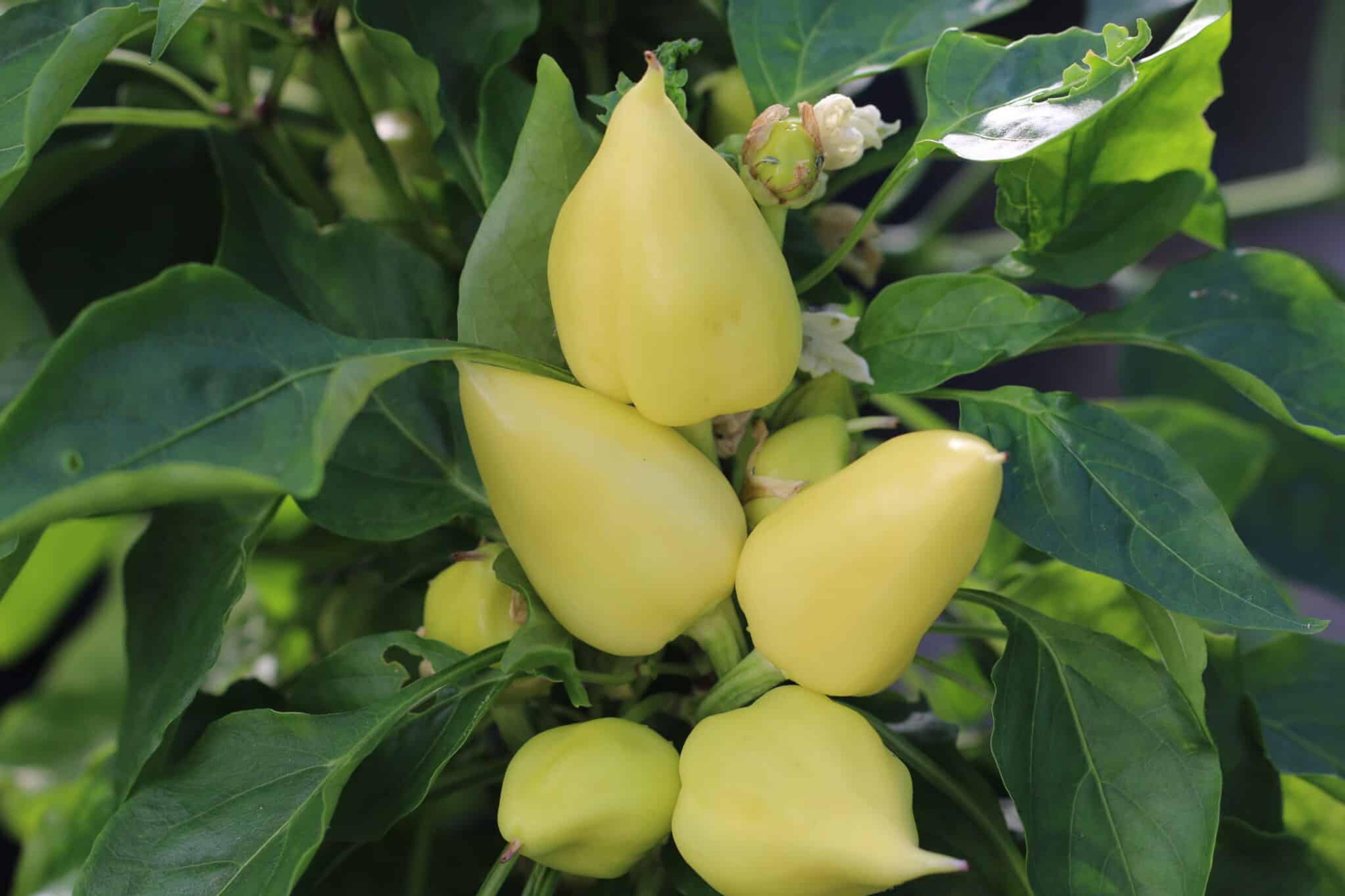 Feher Ozon miniatyrbild 1