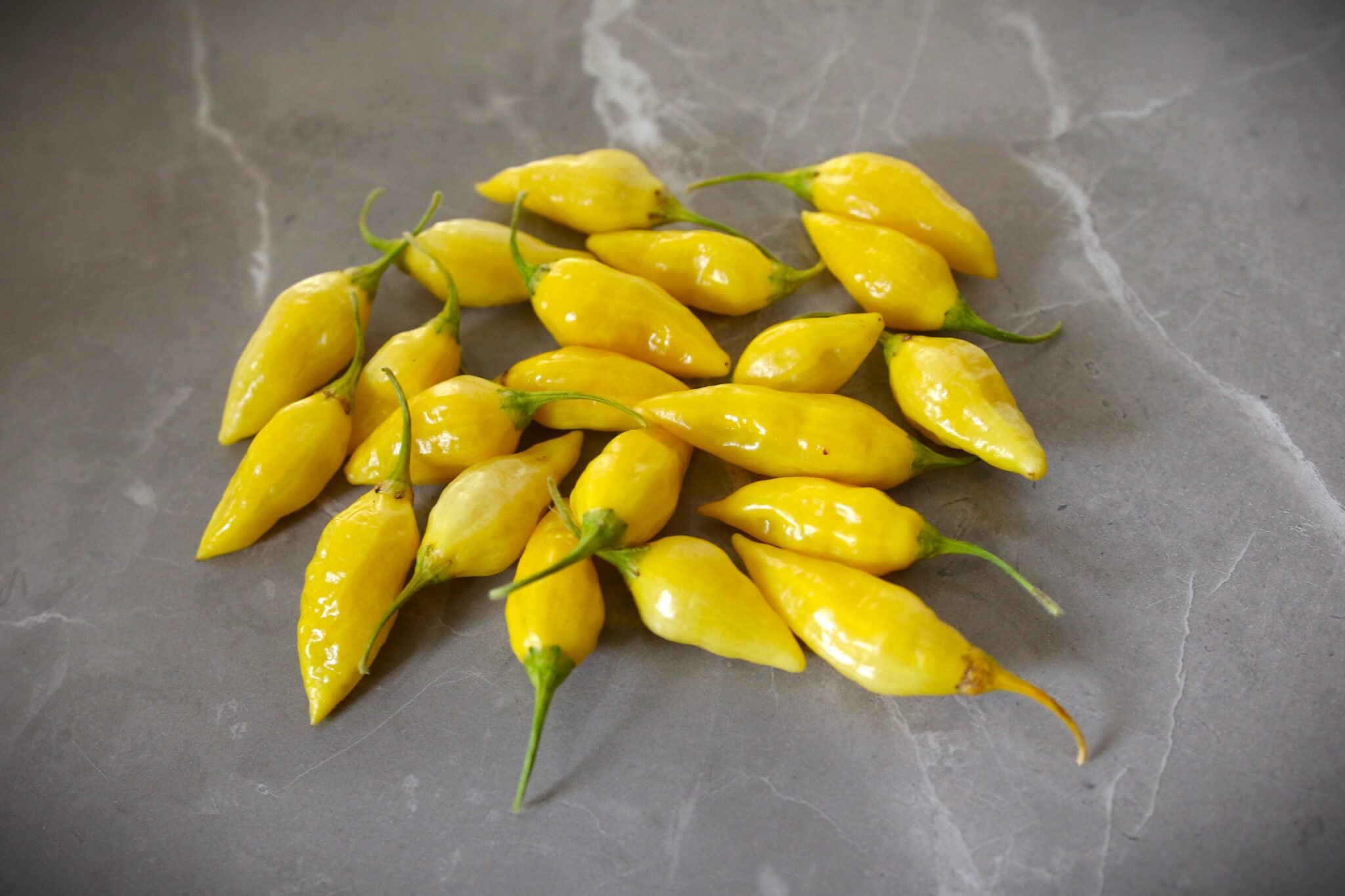 Köp Citron - Chilifrön online hos Svenska Frön Citron - Svenskodlade chilifrön från Svenska Frön