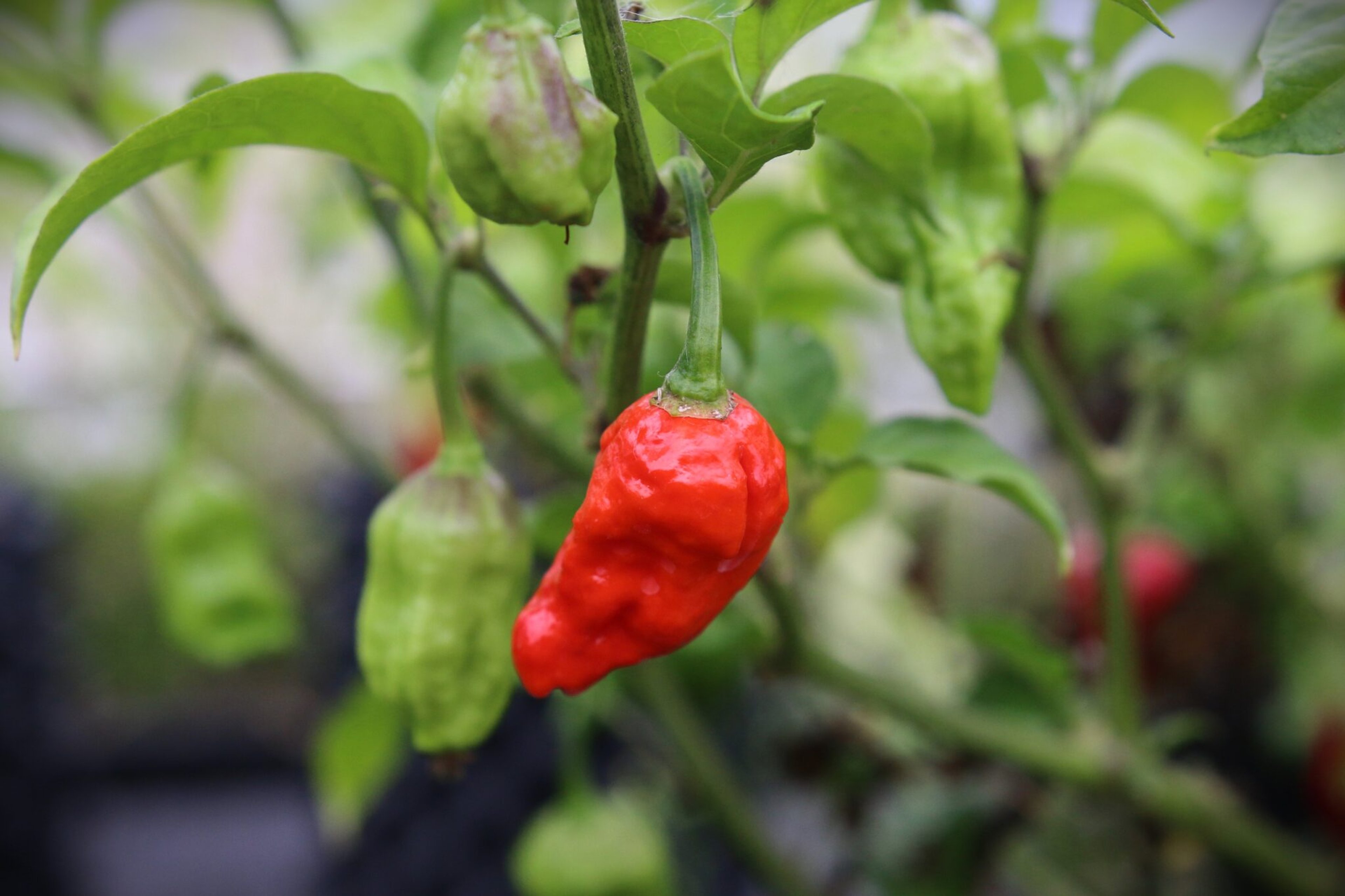 Bhut Jolokia Assam - Svenskodlade chilifrön från Svenska Frön