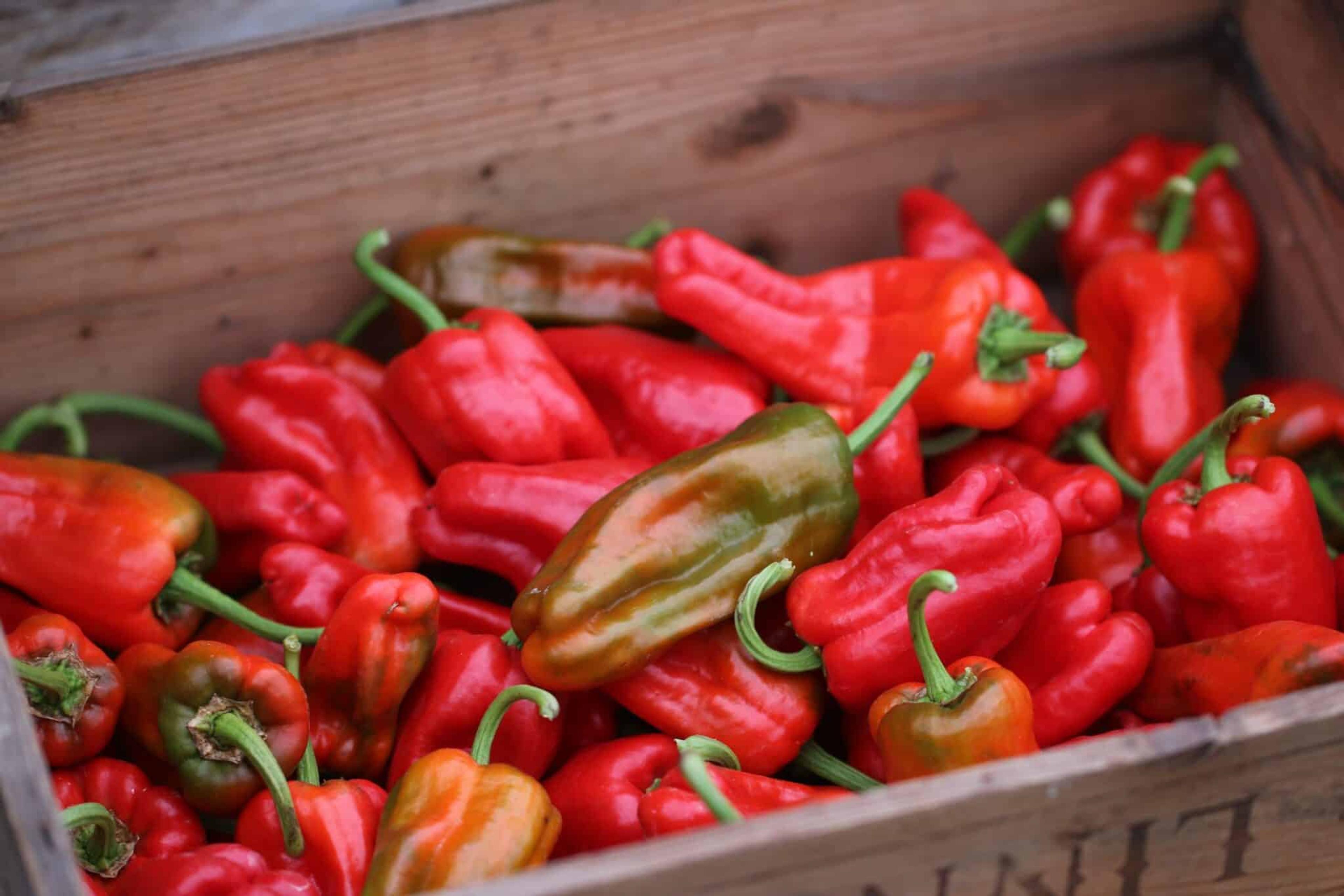 Pimiento de Padron miniatyrbild 2