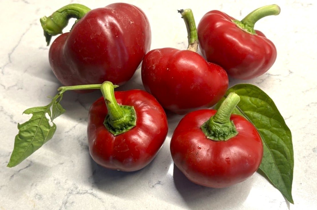 Köp Dumas - Chilifrön online hos Svenska Frön Dumas - Svenskodlade chilifrön från Svenska Frön