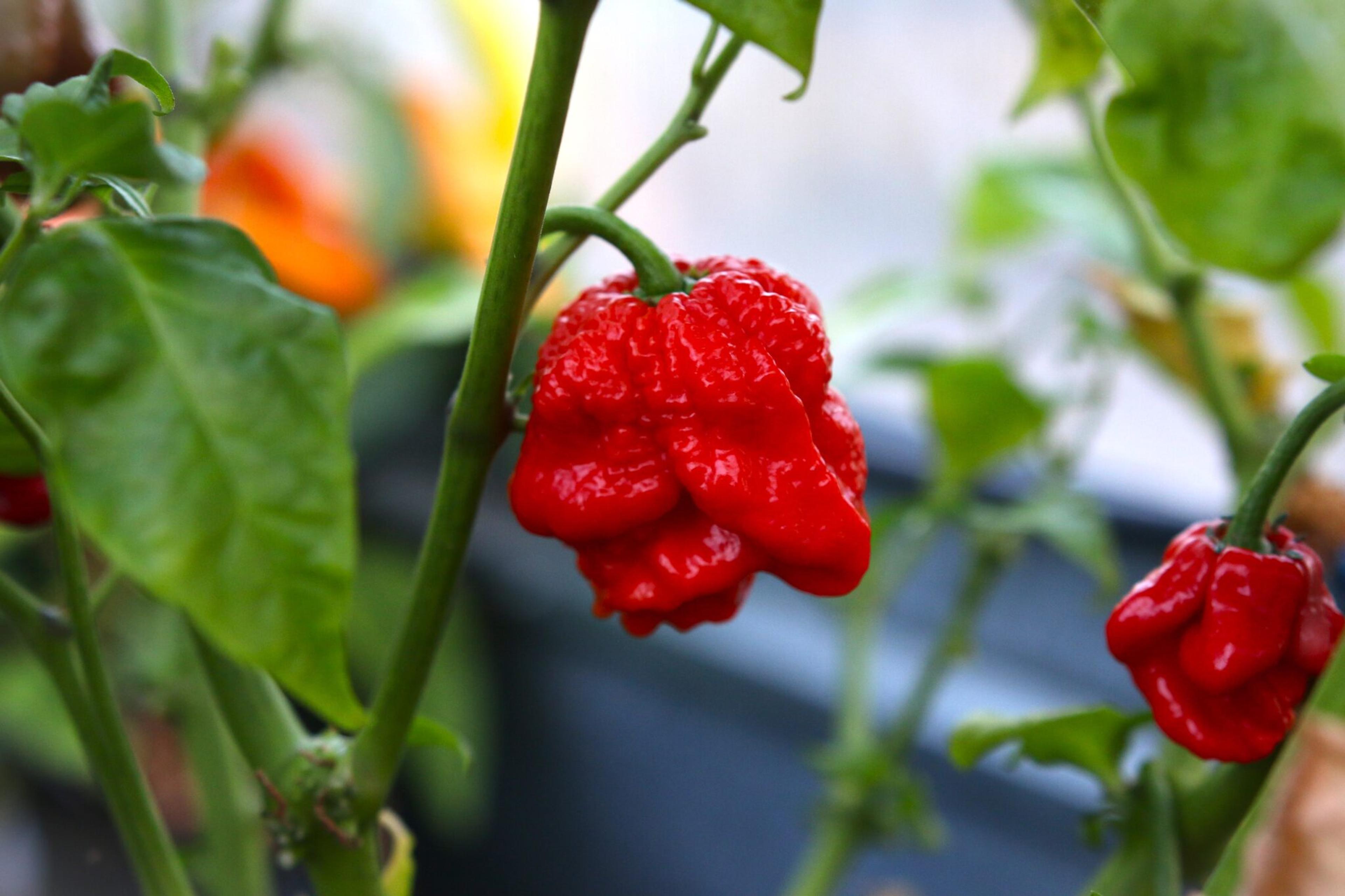 Primo Lucifer XL miniatyrbild 2