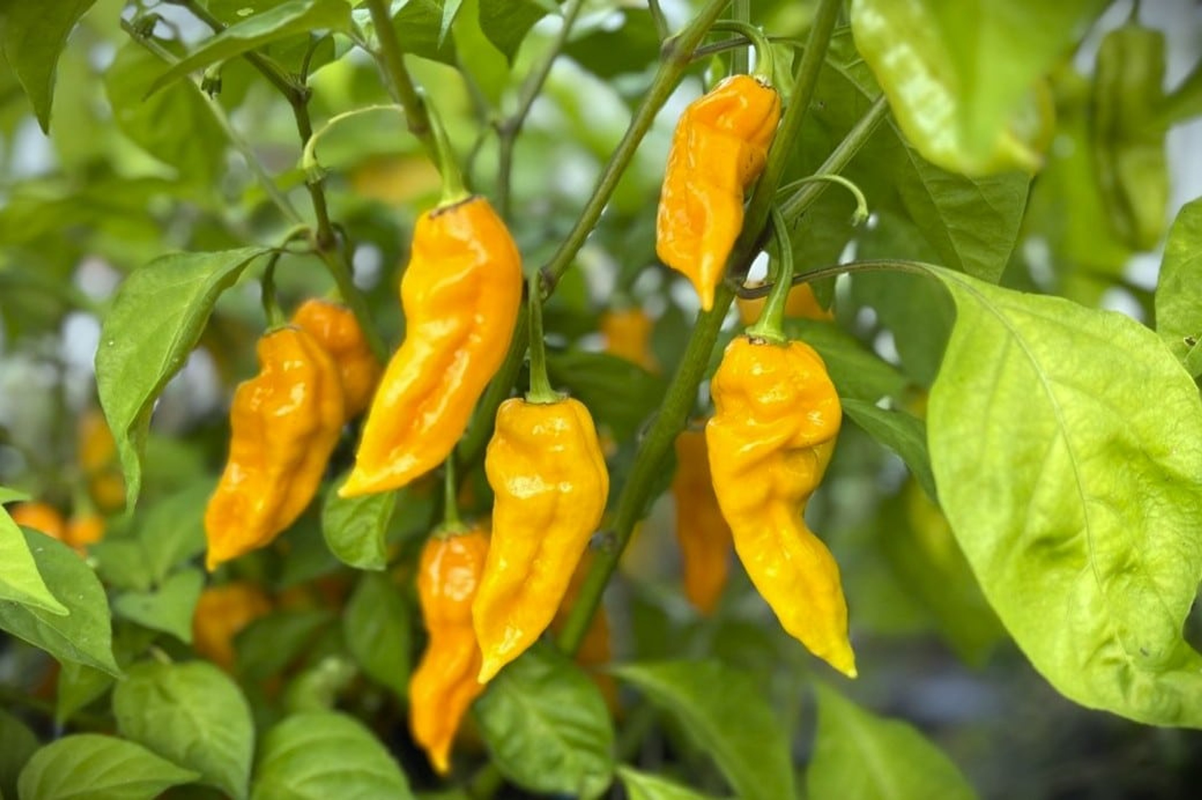 Dorset Naga Orange - Svenskodlade chilifrön från Svenska Frön