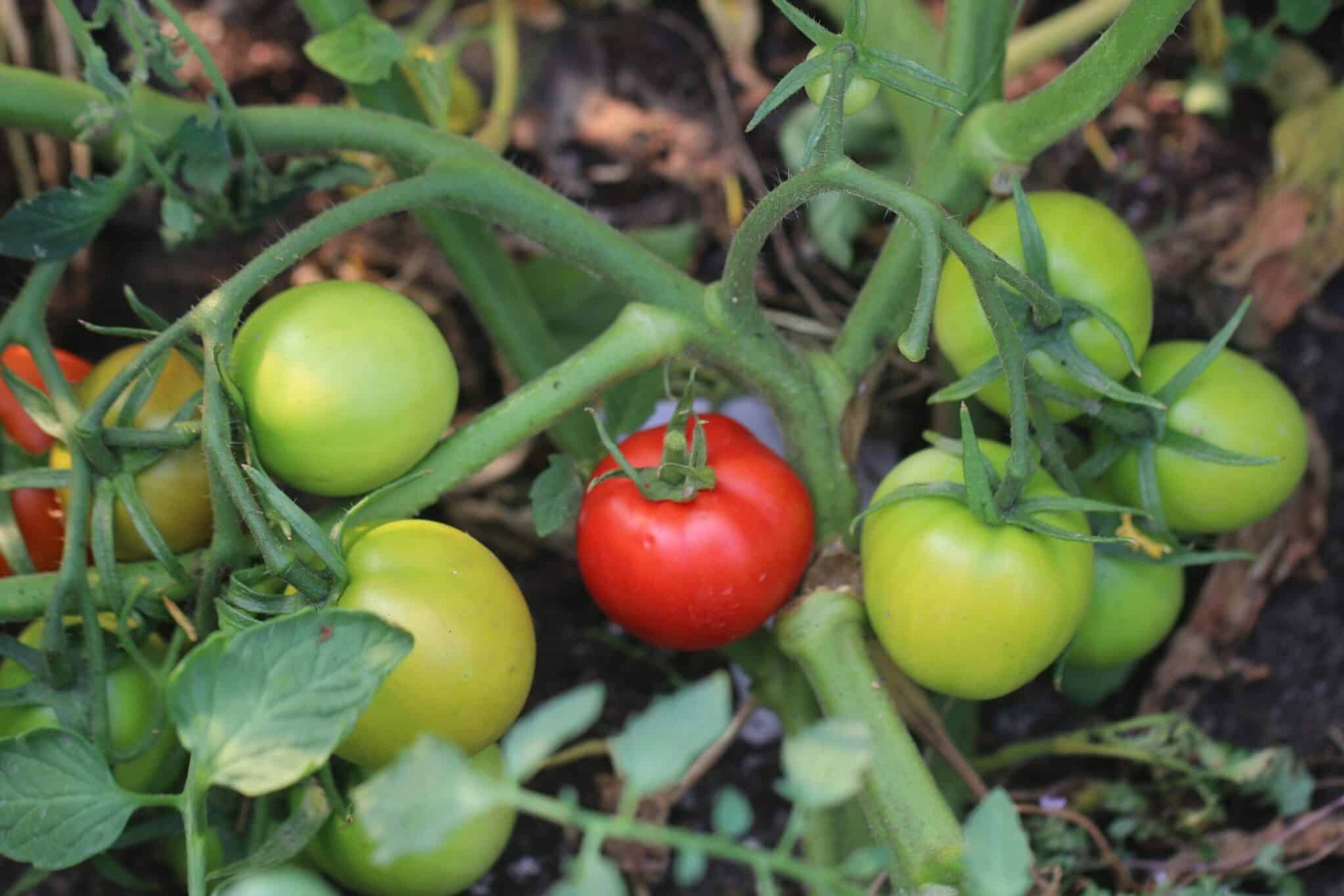 Fireworks - Svenskodlade tomatfrön från Svenska Frön