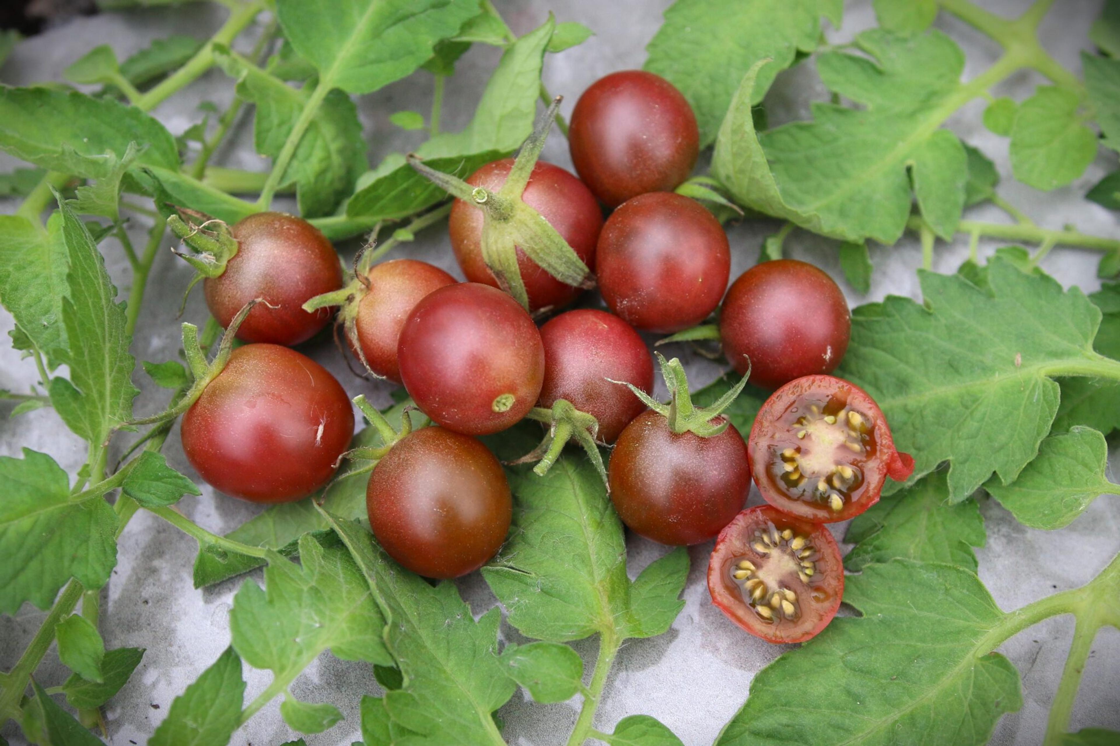 Chocolate Cherry miniatyrbild 1