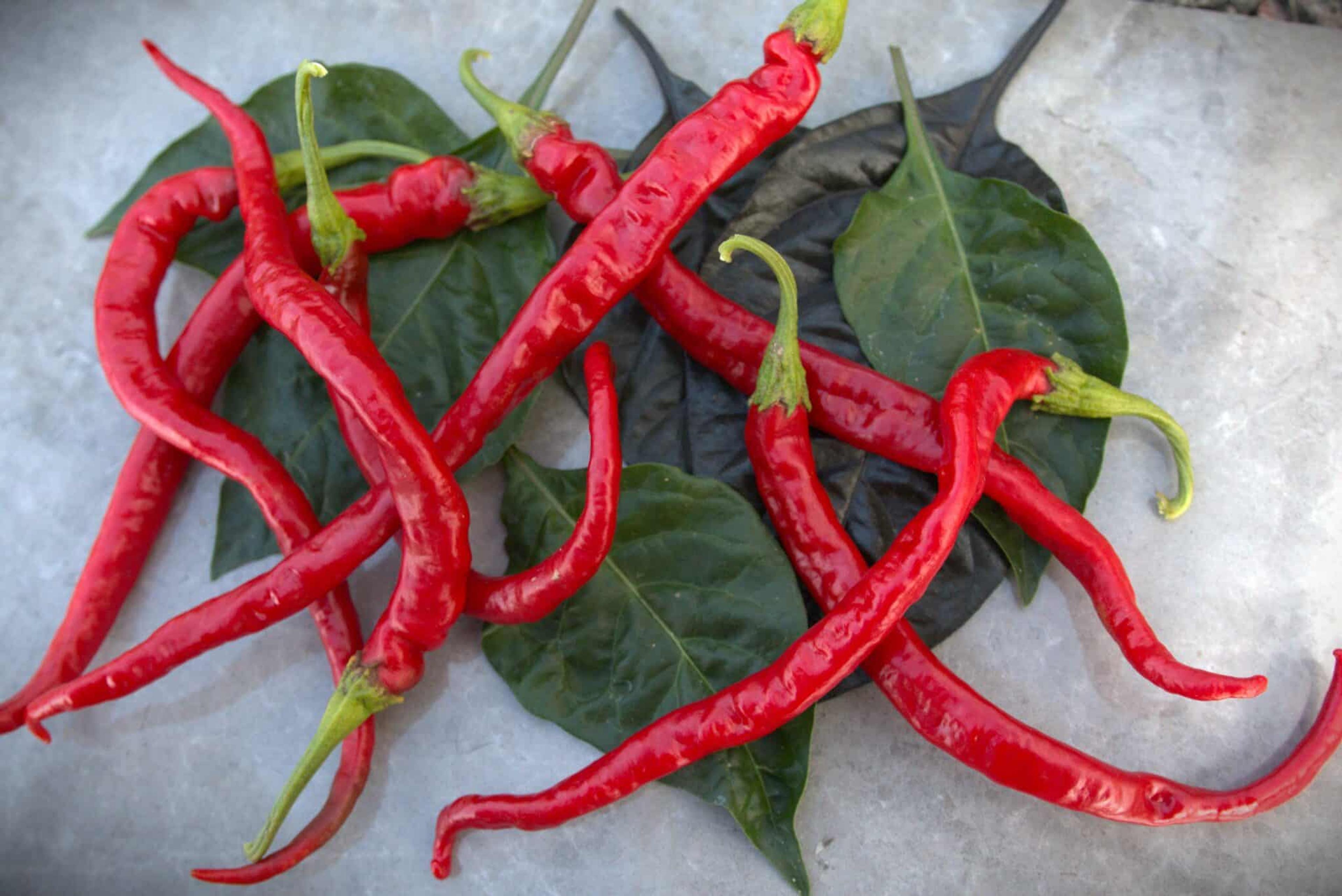 Thunder Mountain Longhorn XXL miniatyrbild 2