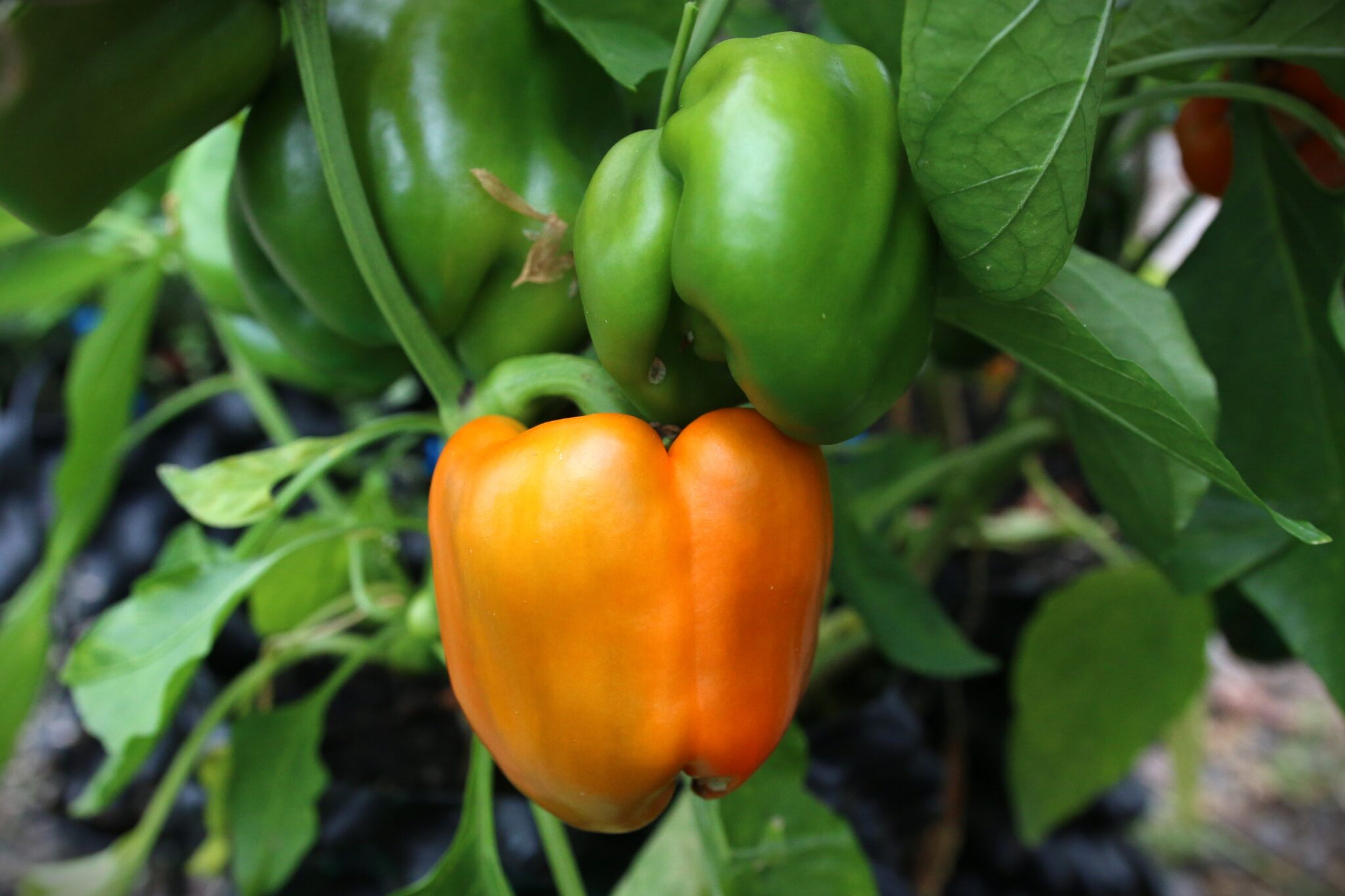 Marta Polka - Svenskodlade chilifrön från Svenska Frön