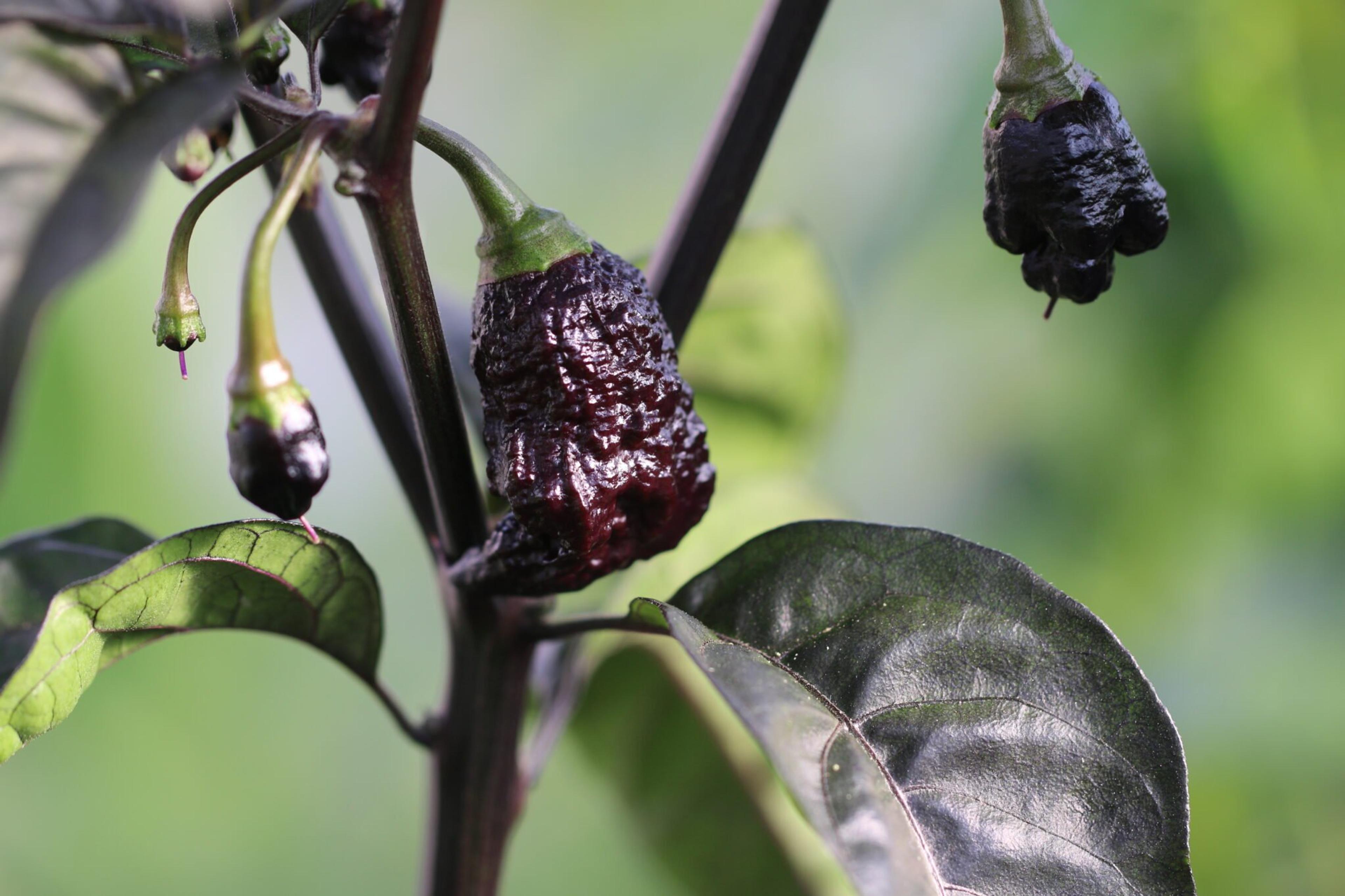 Testanera Chocolate D.D miniatyrbild 2