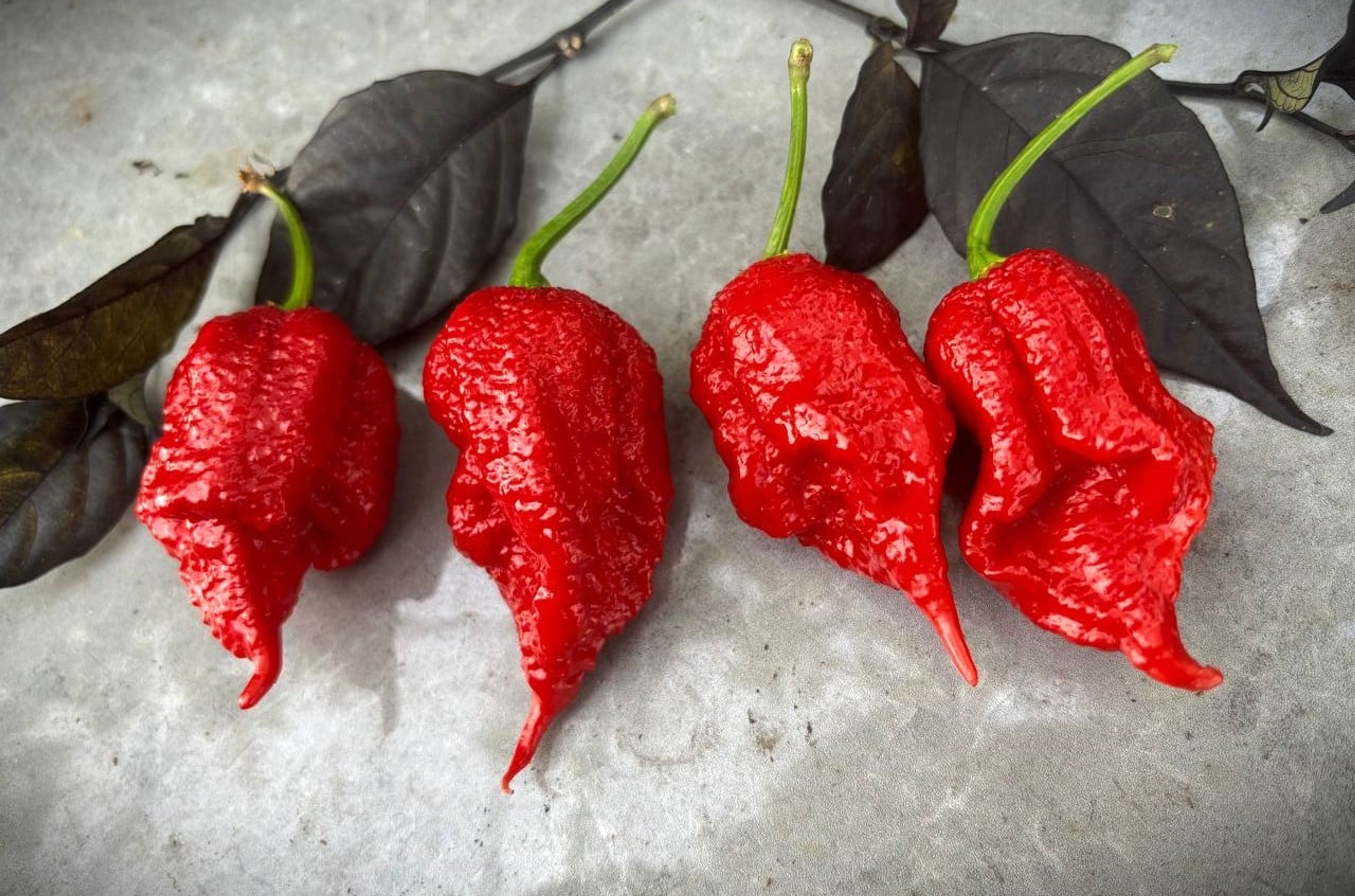 Jigsaw - Svenskodlade chilifrön från Svenska Frön