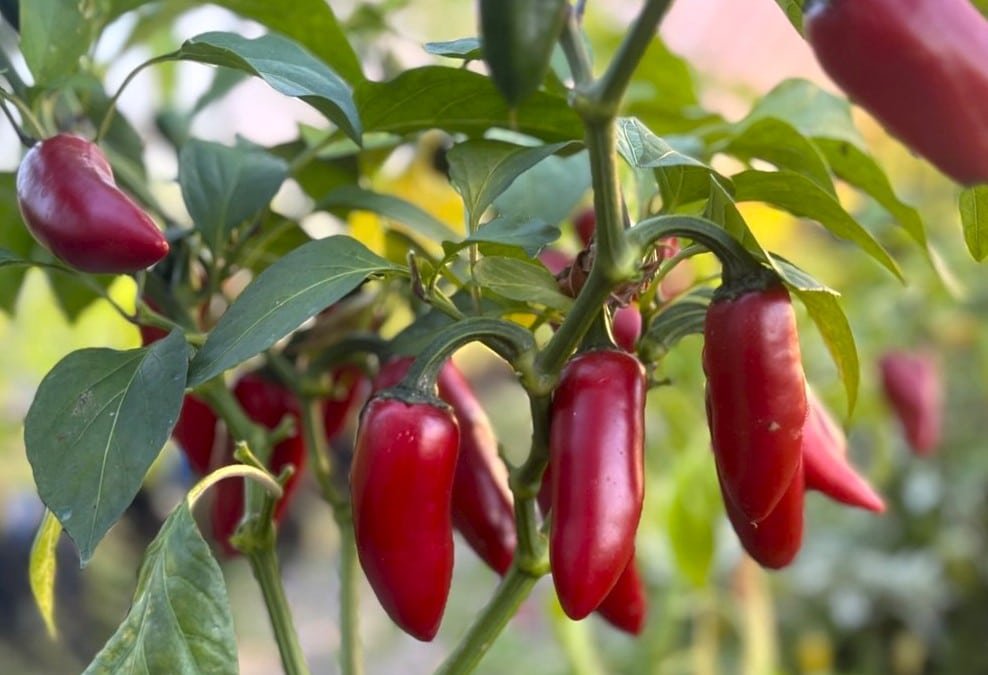 Köp Jalapeno Conchos - Chilifrön online hos Svenska Frön Jalapeno Conchos - Svenskodlade chilifrön från Svenska Frön