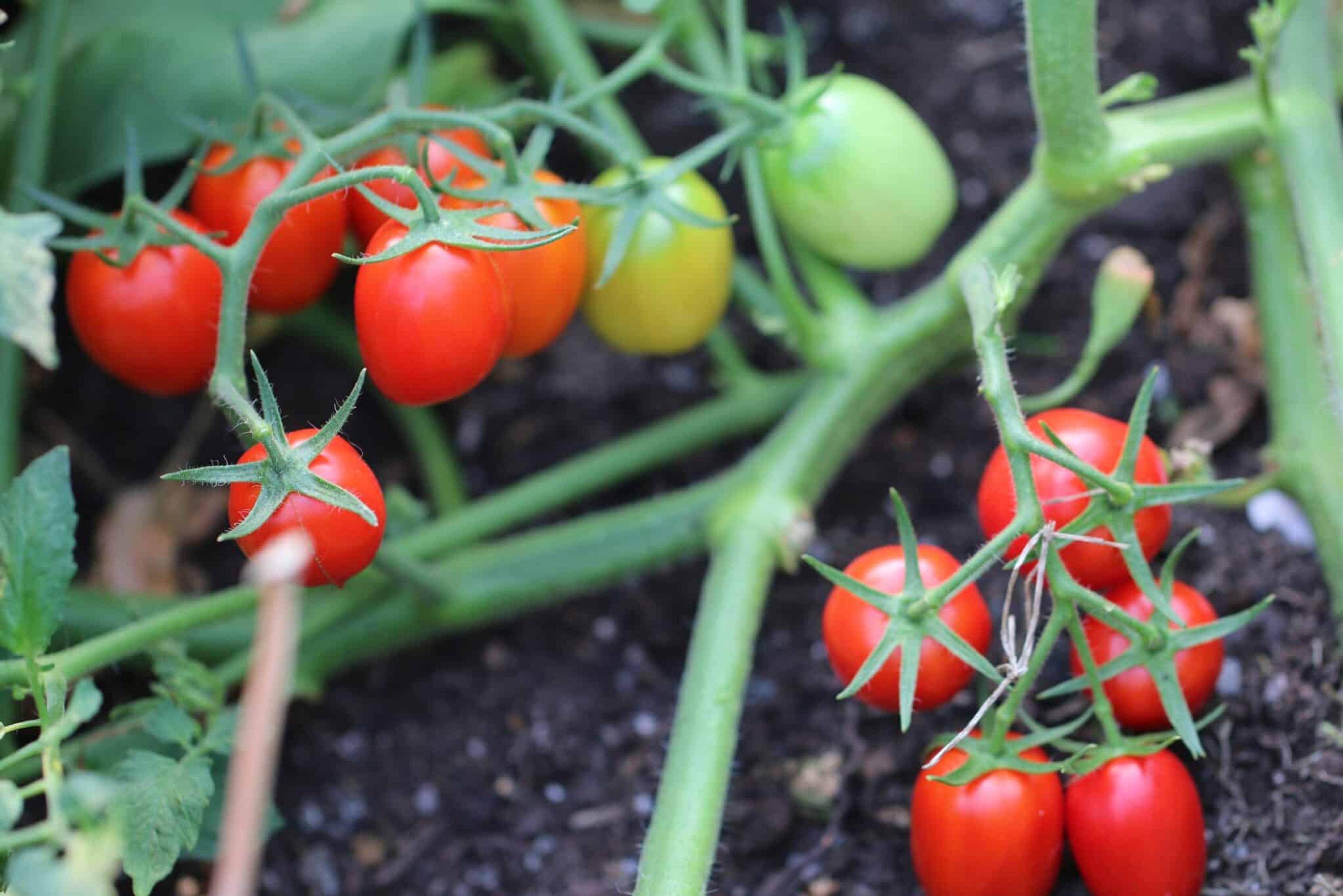 Datterino miniatyrbild 2