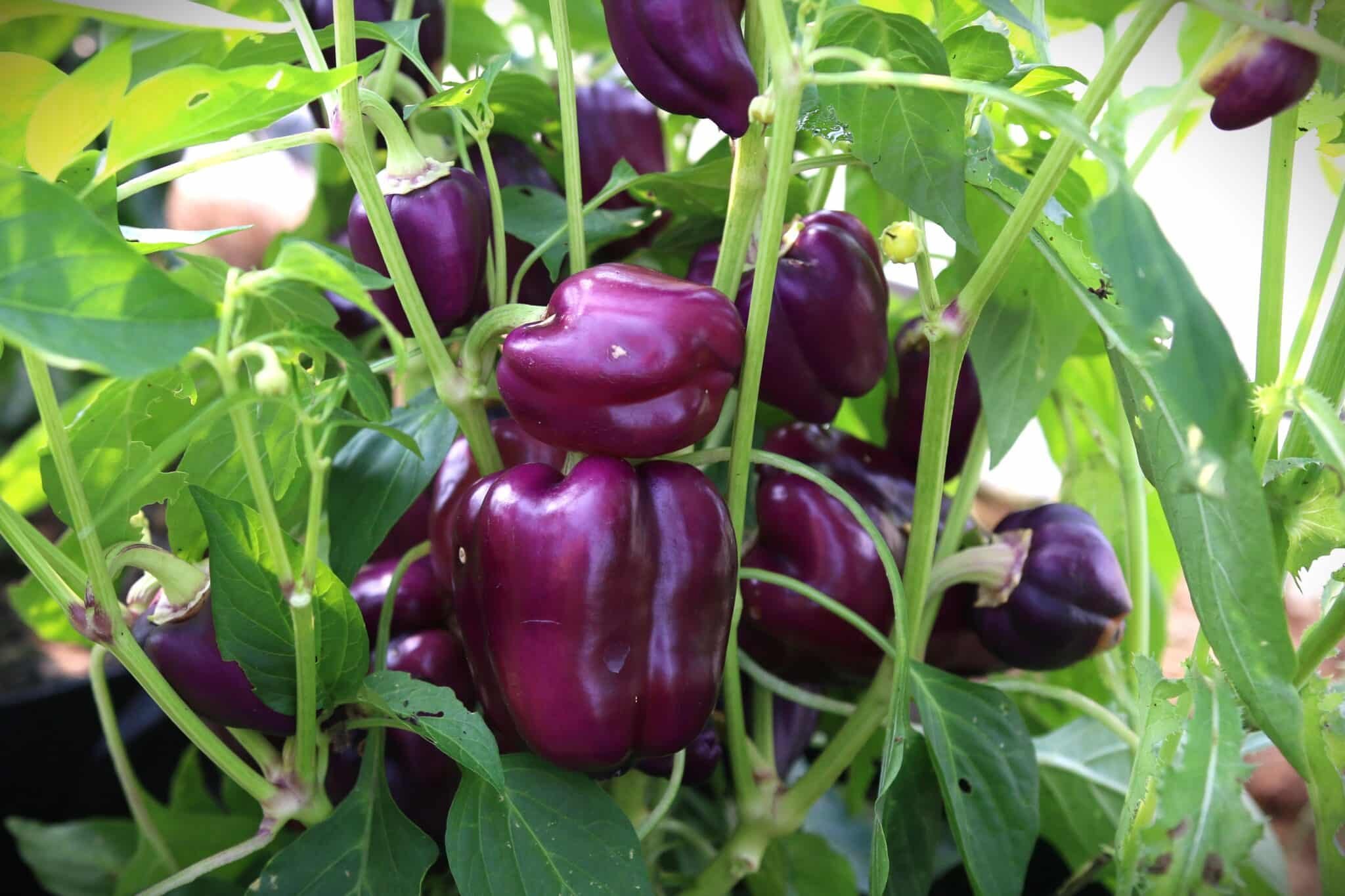 Köp Oda - Chilifrön online hos Svenska Frön Oda - Svenskodlade chilifrön från Svenska Frön