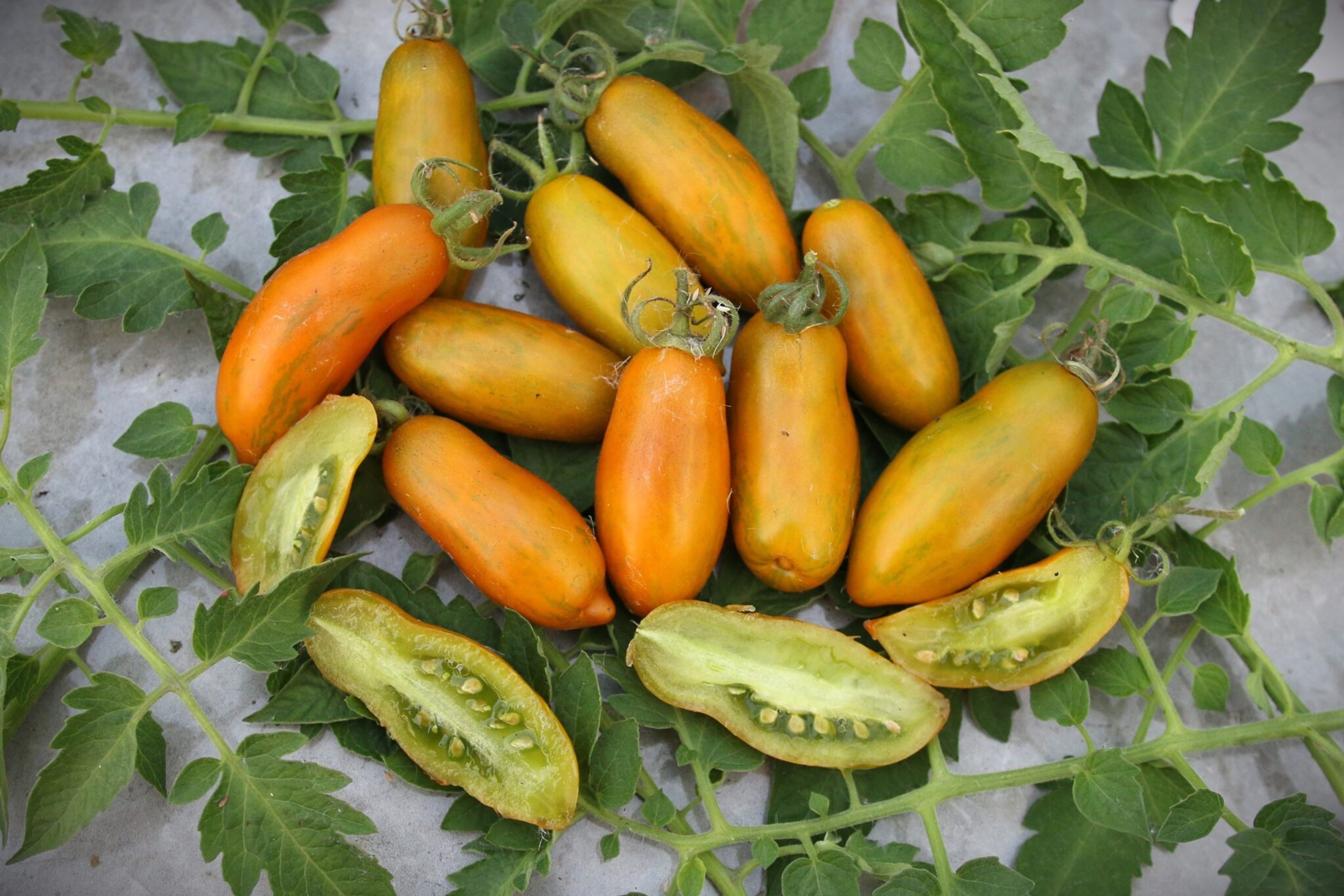 Favorie de Bretagne Cascading - Svenskodlade tomatfrön från Svenska Frön