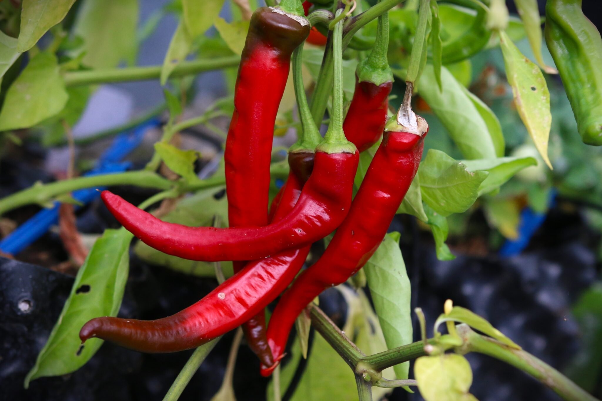 Köp Aji Cacho de Cabra - Chilifrön online hos Svenska Frön Aji Cacho de Cabra - Svenskodlade chilifrön från Svenska Frön