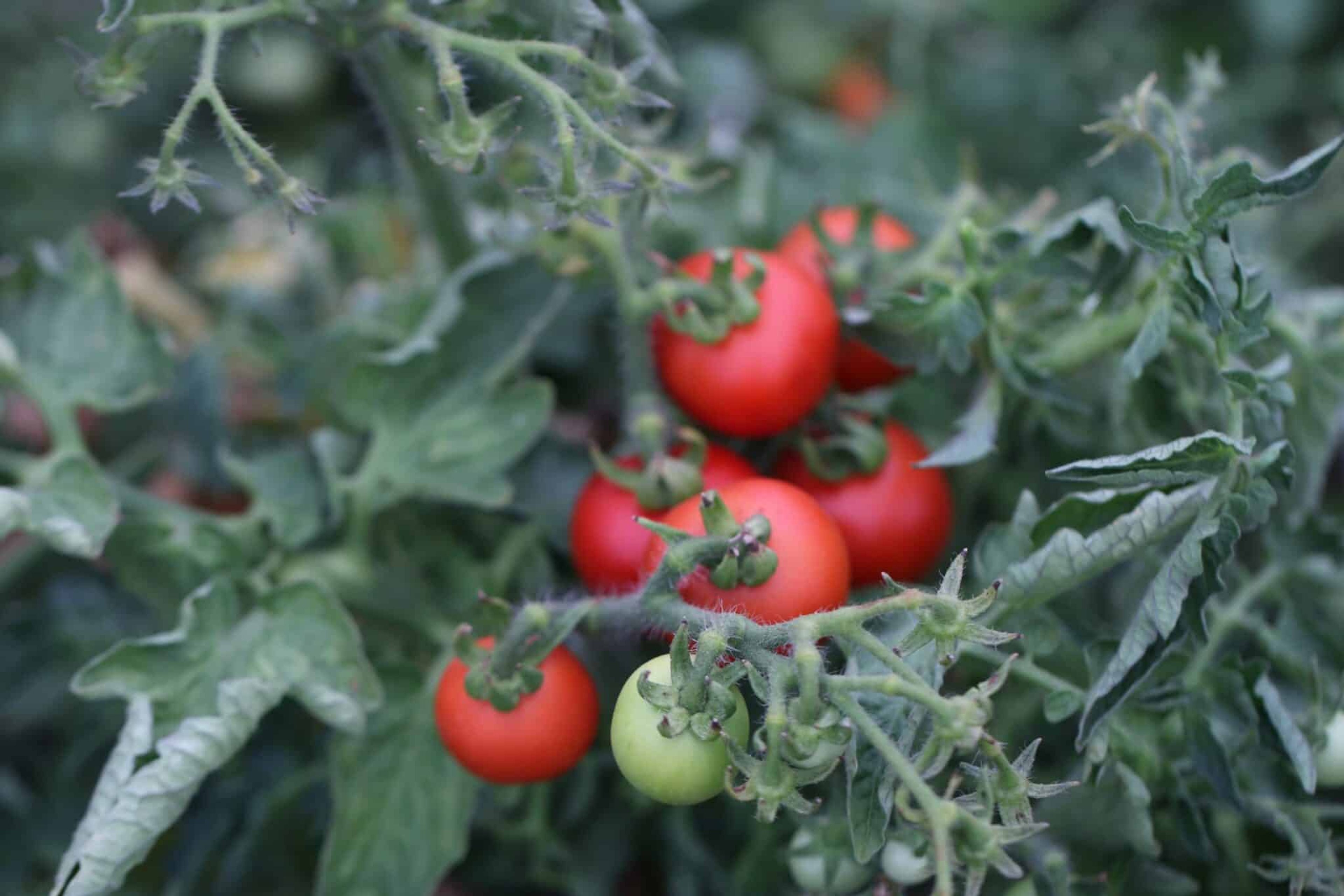 Röda svenska Maja-körsbärstomater på kompakt planta