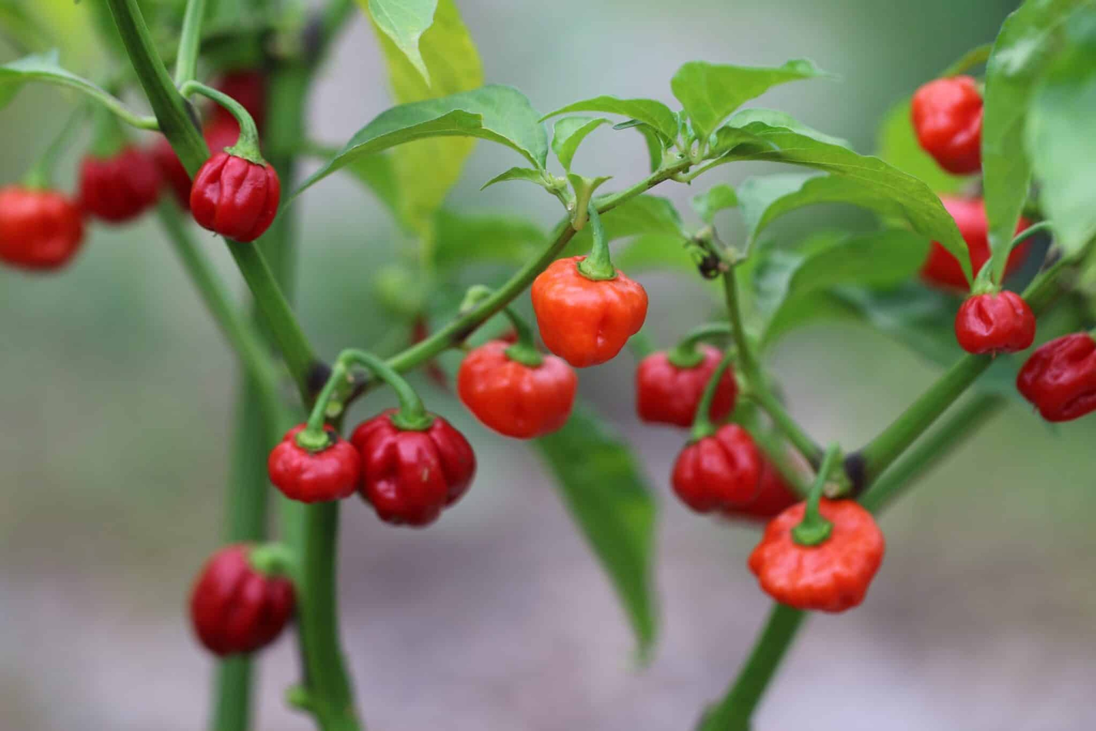 Sweet Bonnet - Svenskodlade chilifrön från Svenska Frön