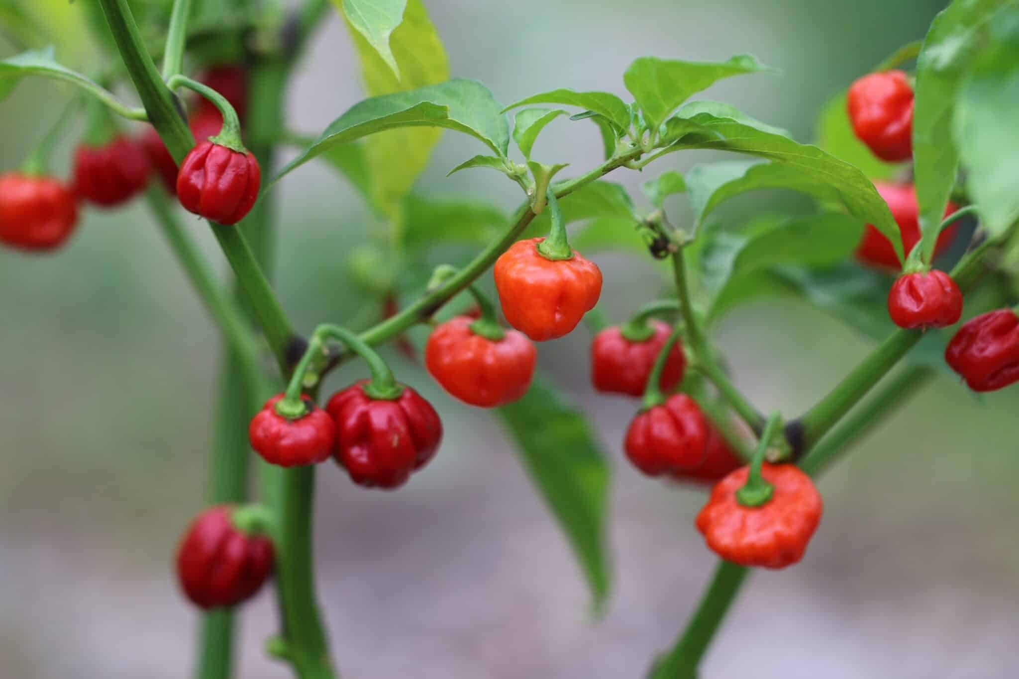 Köp Sweet Bonnet - Chilifrön online hos Svenska Frön Sweet Bonnet - Svenskodlade chilifrön från Svenska Frön