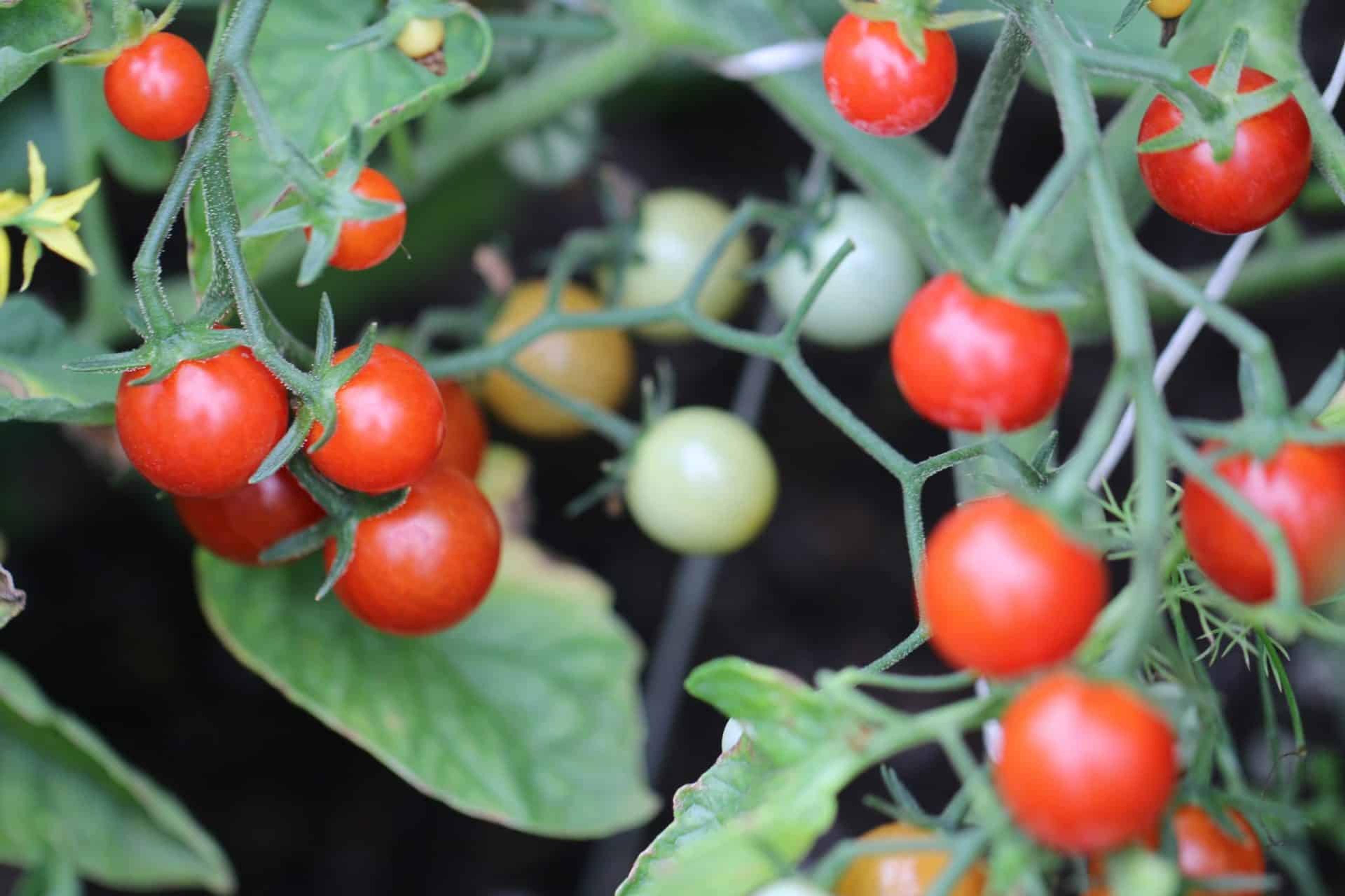 HUNDREDS & THOUSANDS miniatyrbild 1