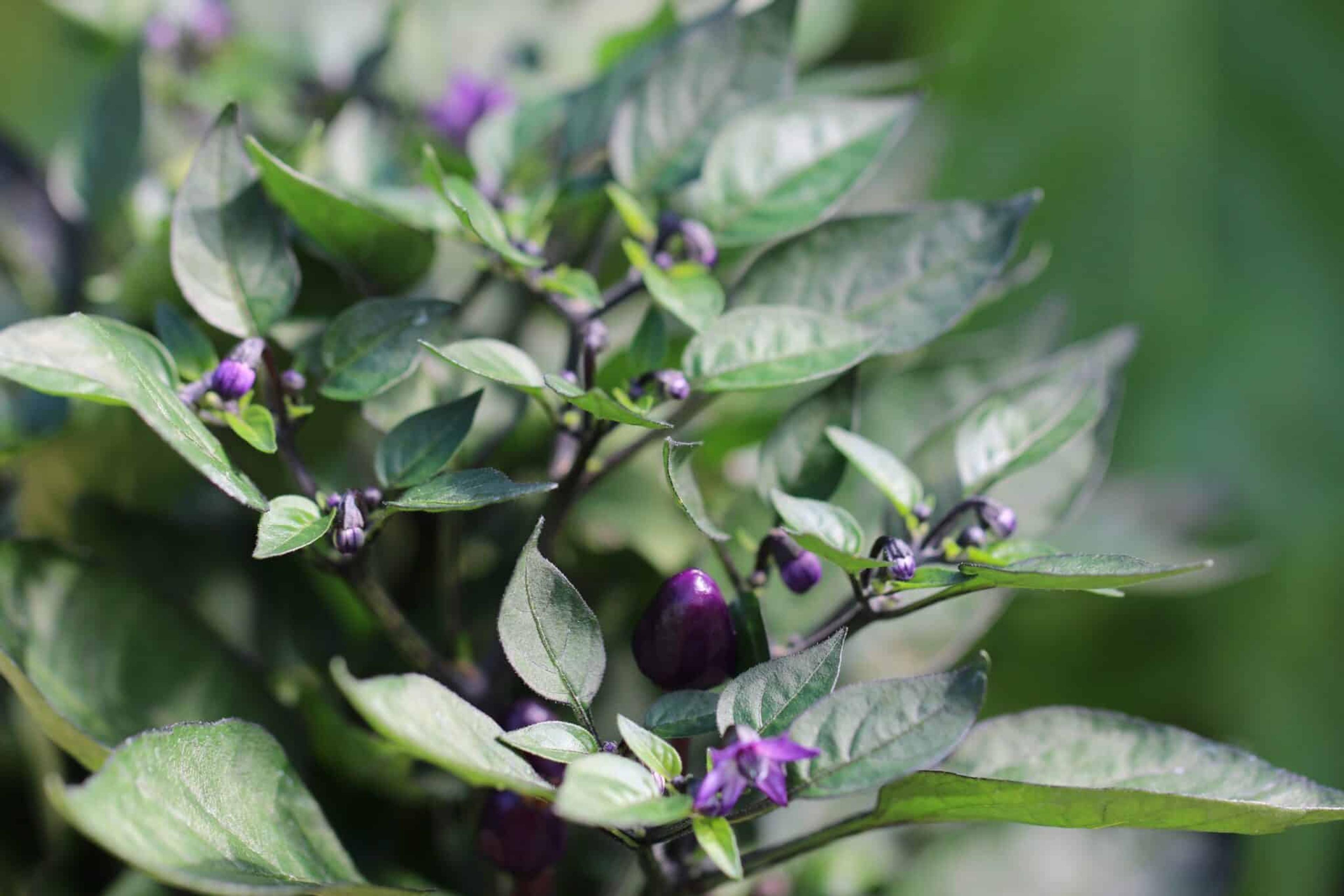 CAP 1546 miniatyrbild 1