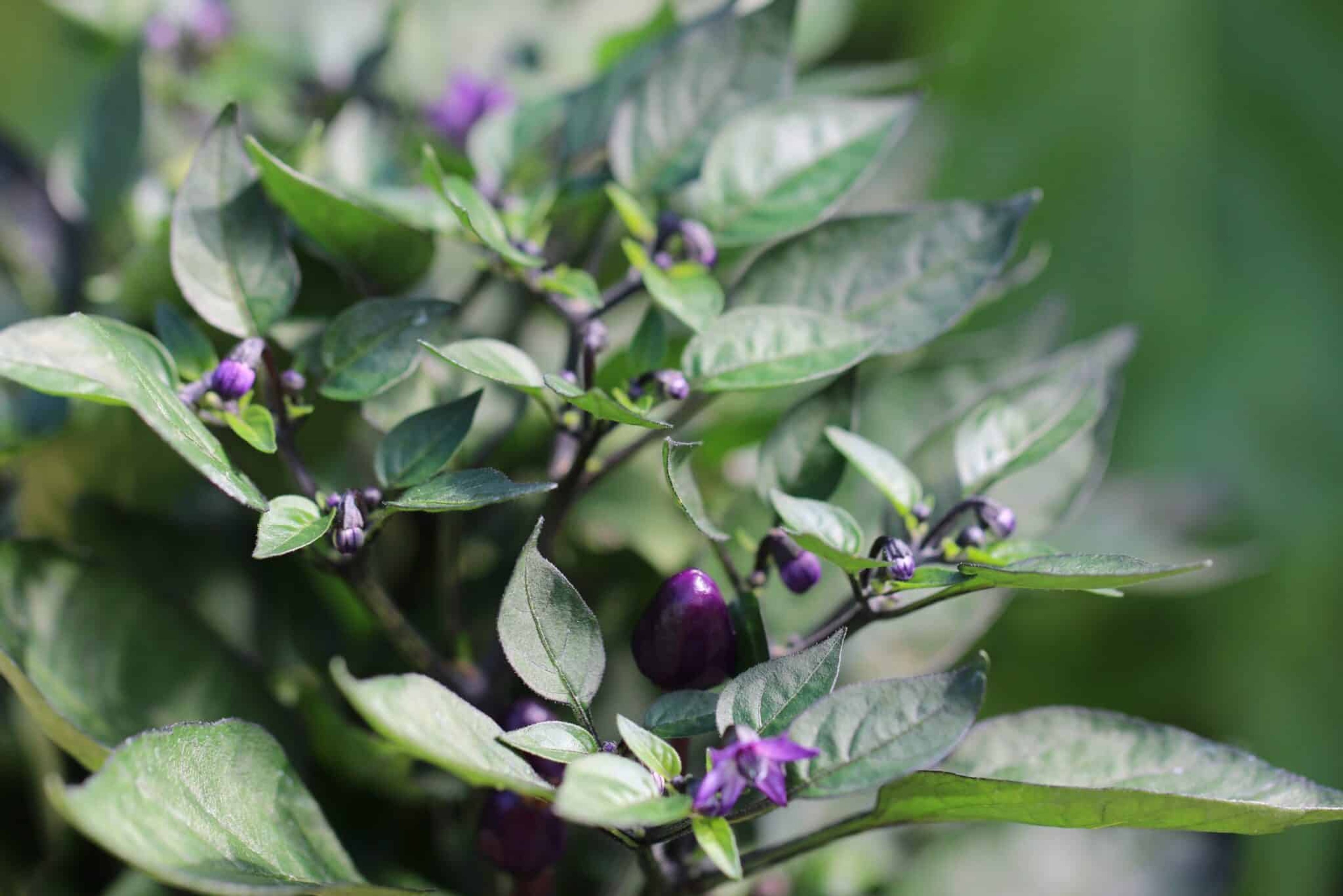 CAP 1546 - Svenskodlade chilifrön från Svenska Frön