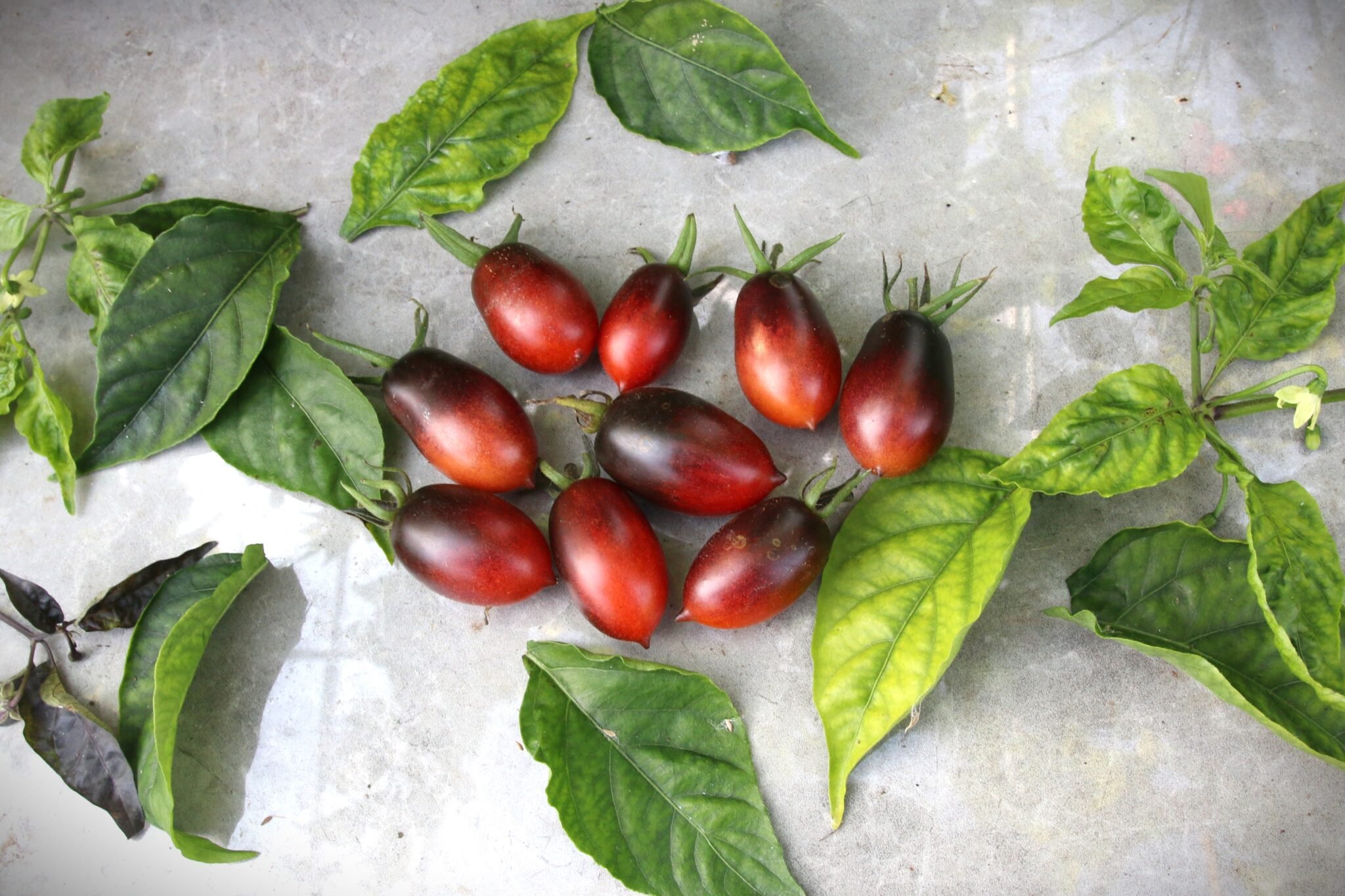 Köp Black Kumquat - Tomatfrön online hos Svenska Frön Black Kumquat - Svenskodlade tomatfrön från Svenska Frön