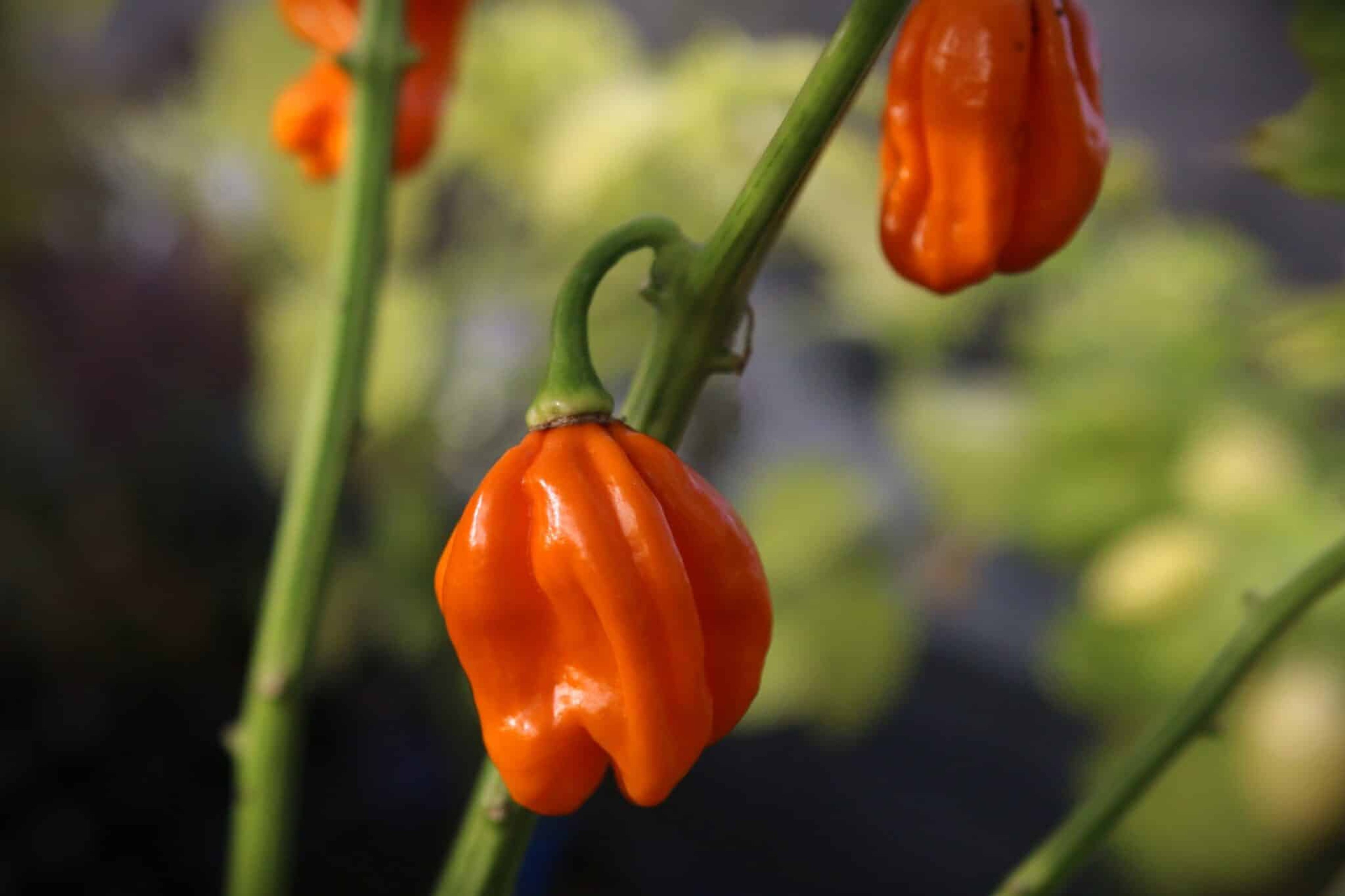 Numex Suave Orange - Svenskodlade chilifrön från Svenska Frön