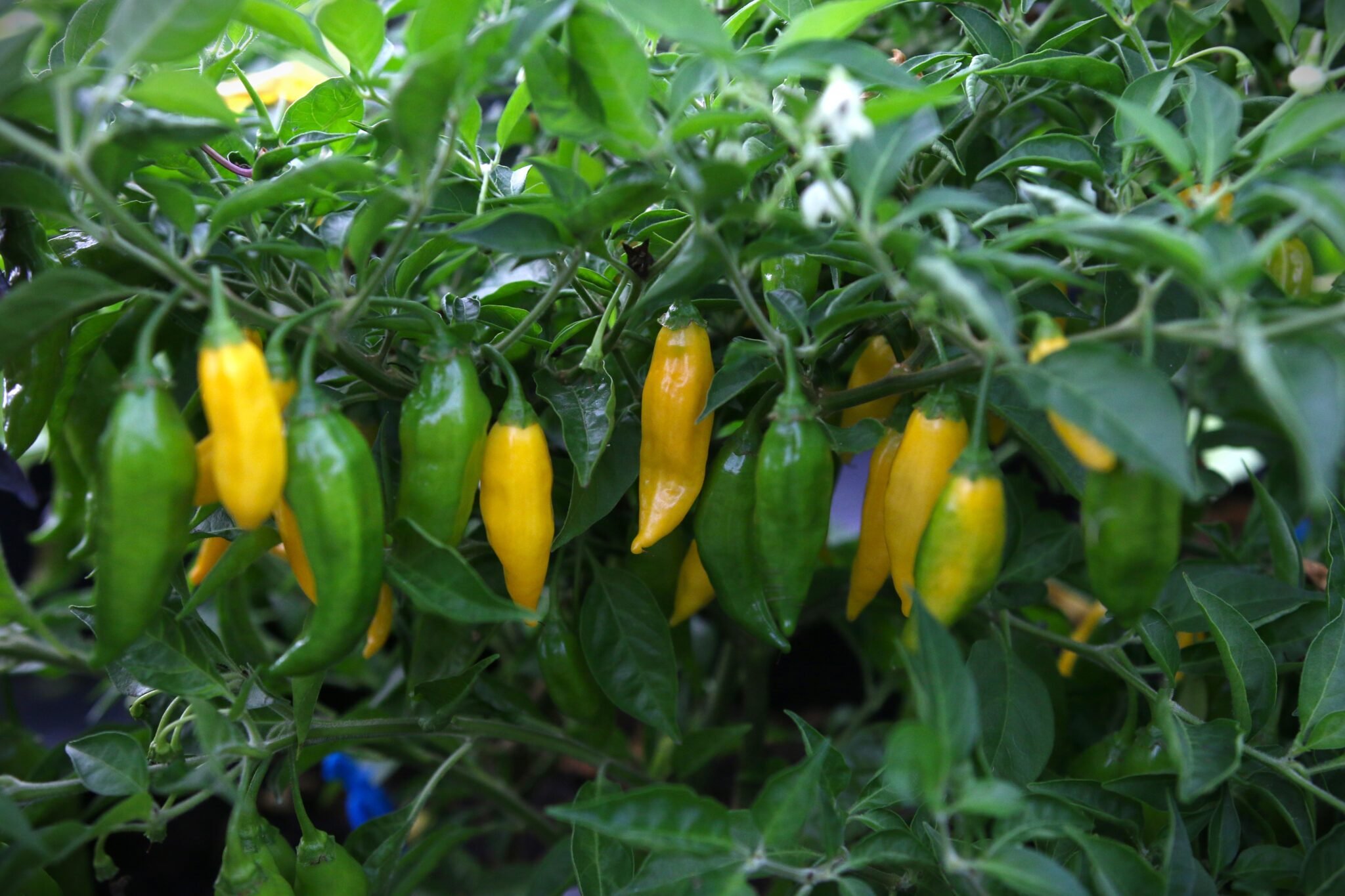 Köp Aji Mochero - Chilifrön online hos Svenska Frön Aji Mochero - Svenskodlade chilifrön från Svenska Frön